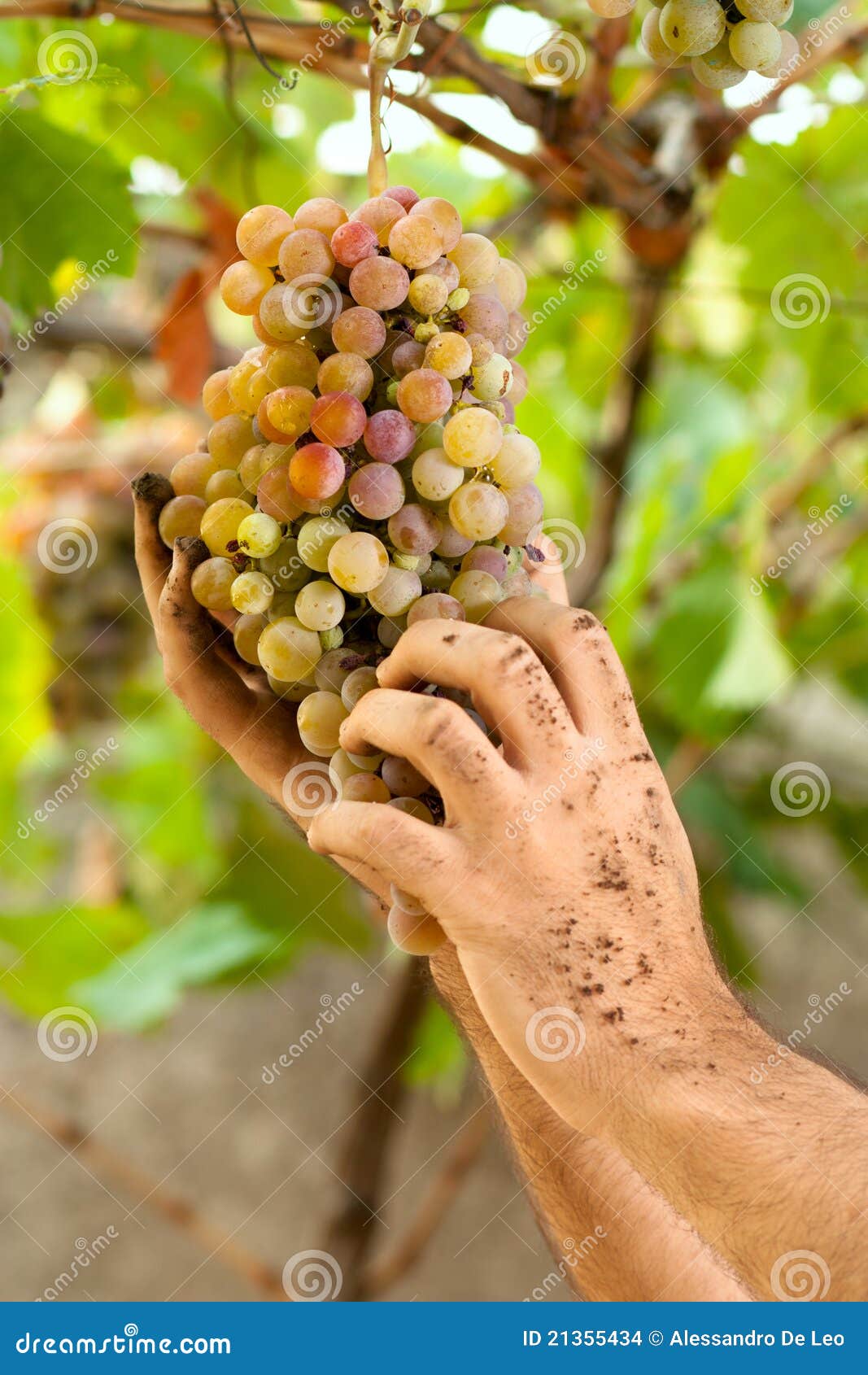 Hands Holding Grapes stock photo. Image of soil, latino 21355434