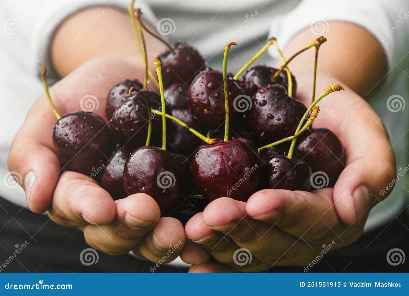 Hands Holding a Handful of Cherries or Sweet Cherries Close Up. Berries