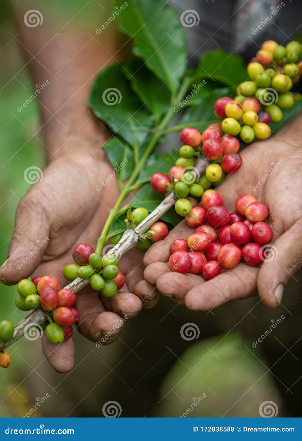 ripe coffee bean in the hands of producers in nicaragua
