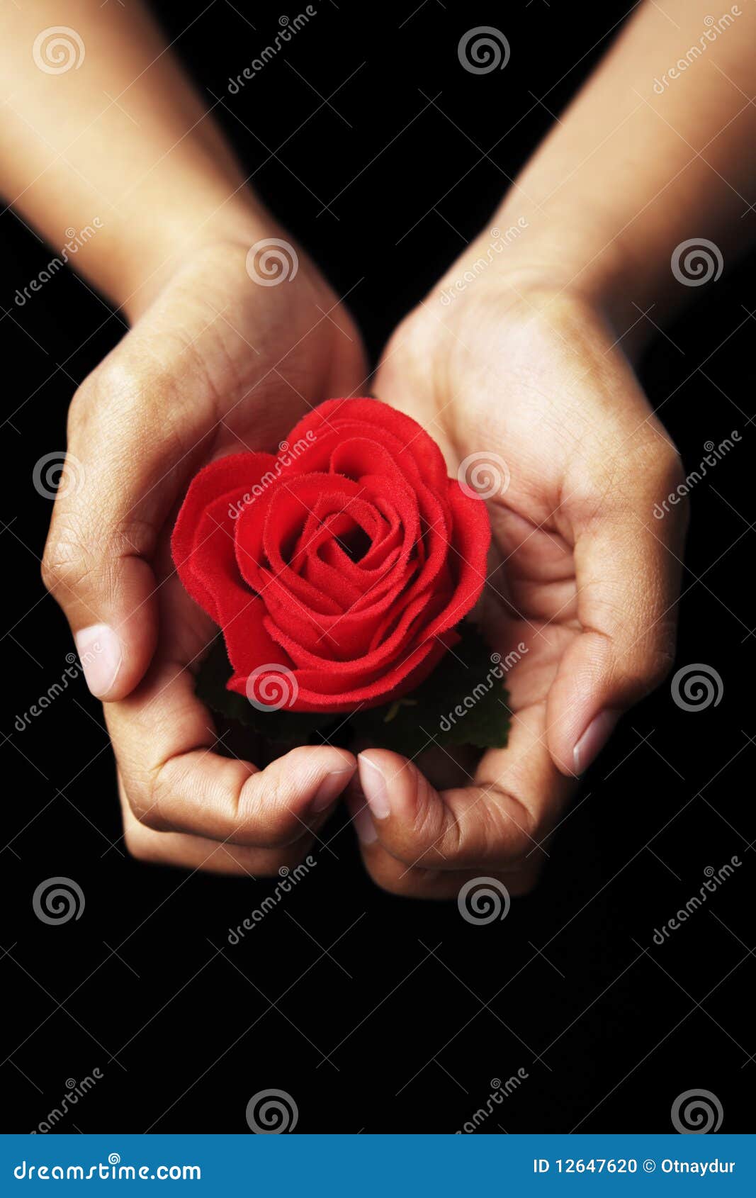 Hands holding red rose stock photo. Image of rose, hand 12647620