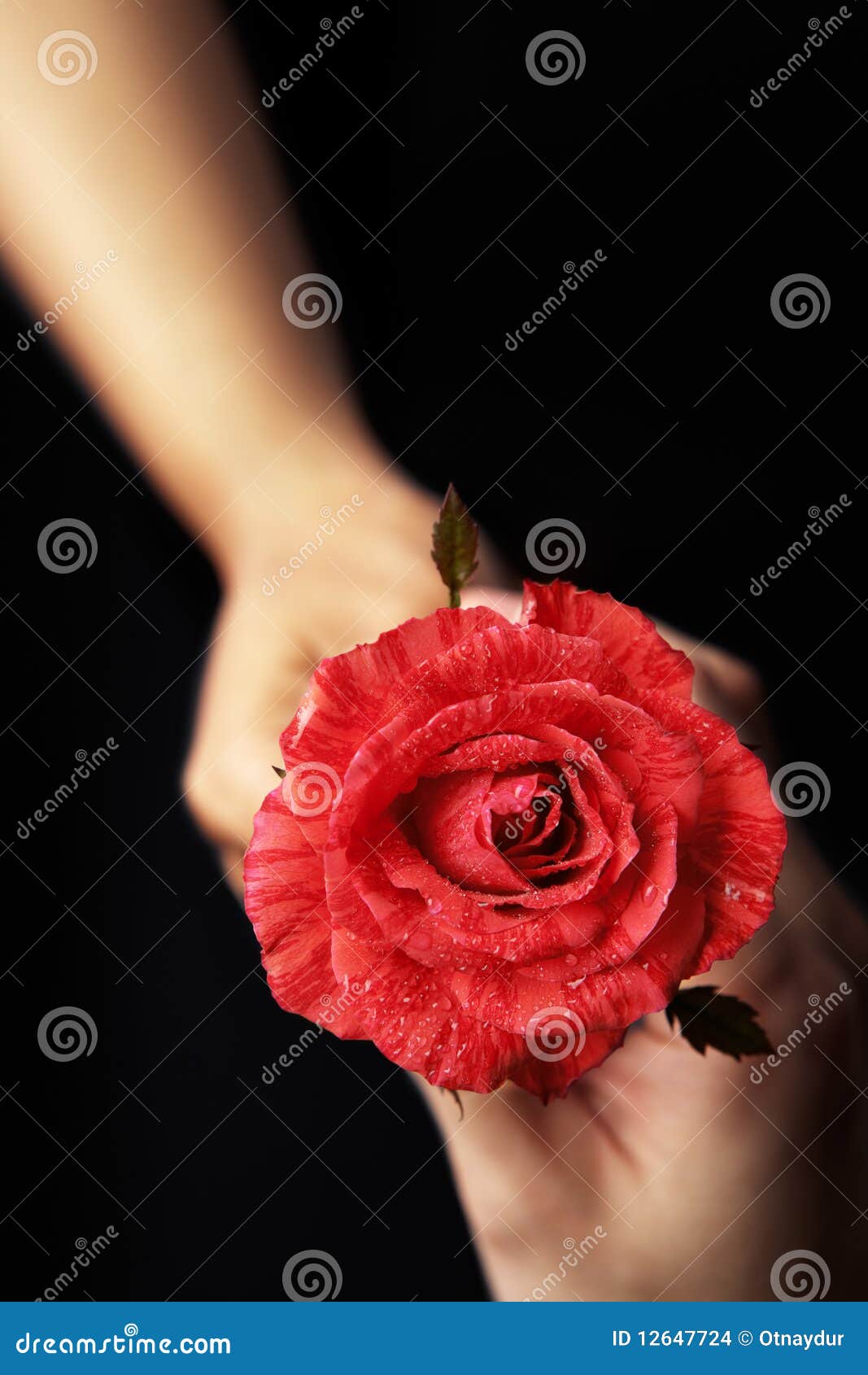 Hands holding red rose stock photo. Image of black, rose 12647724