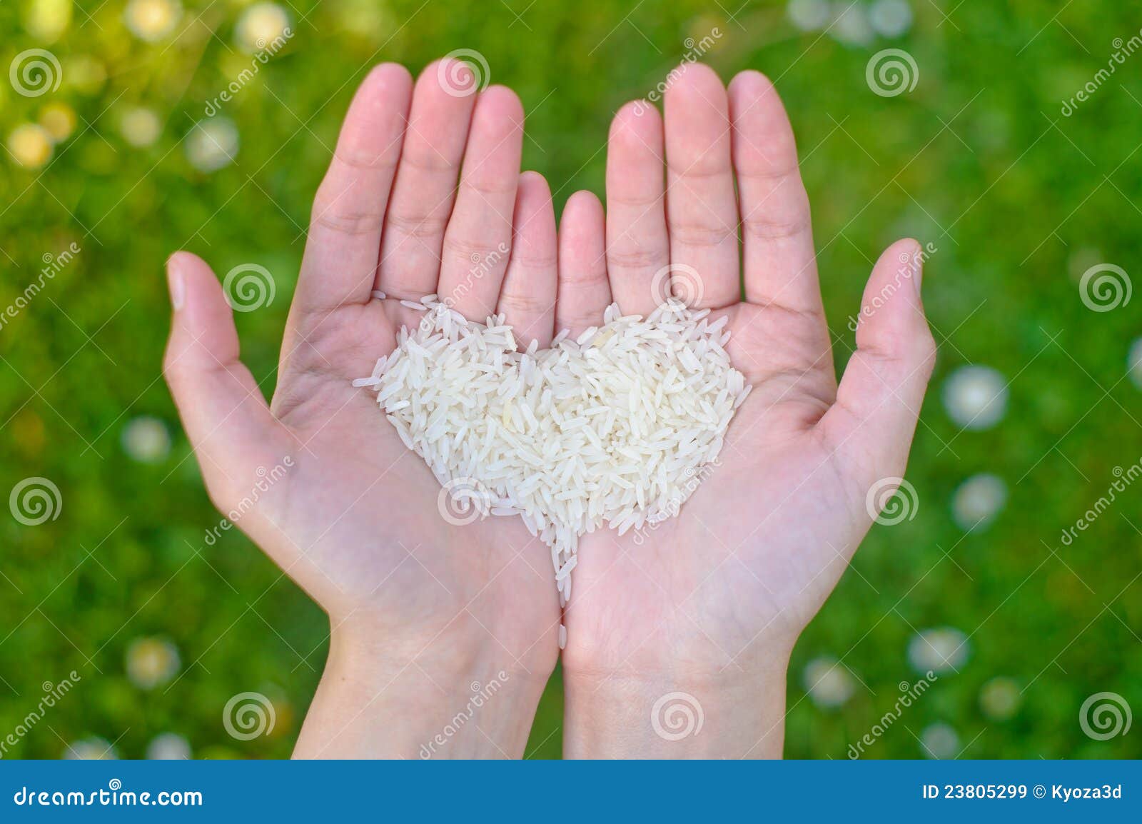 Hands holding rice stock image. Image of famine, hope 23805299