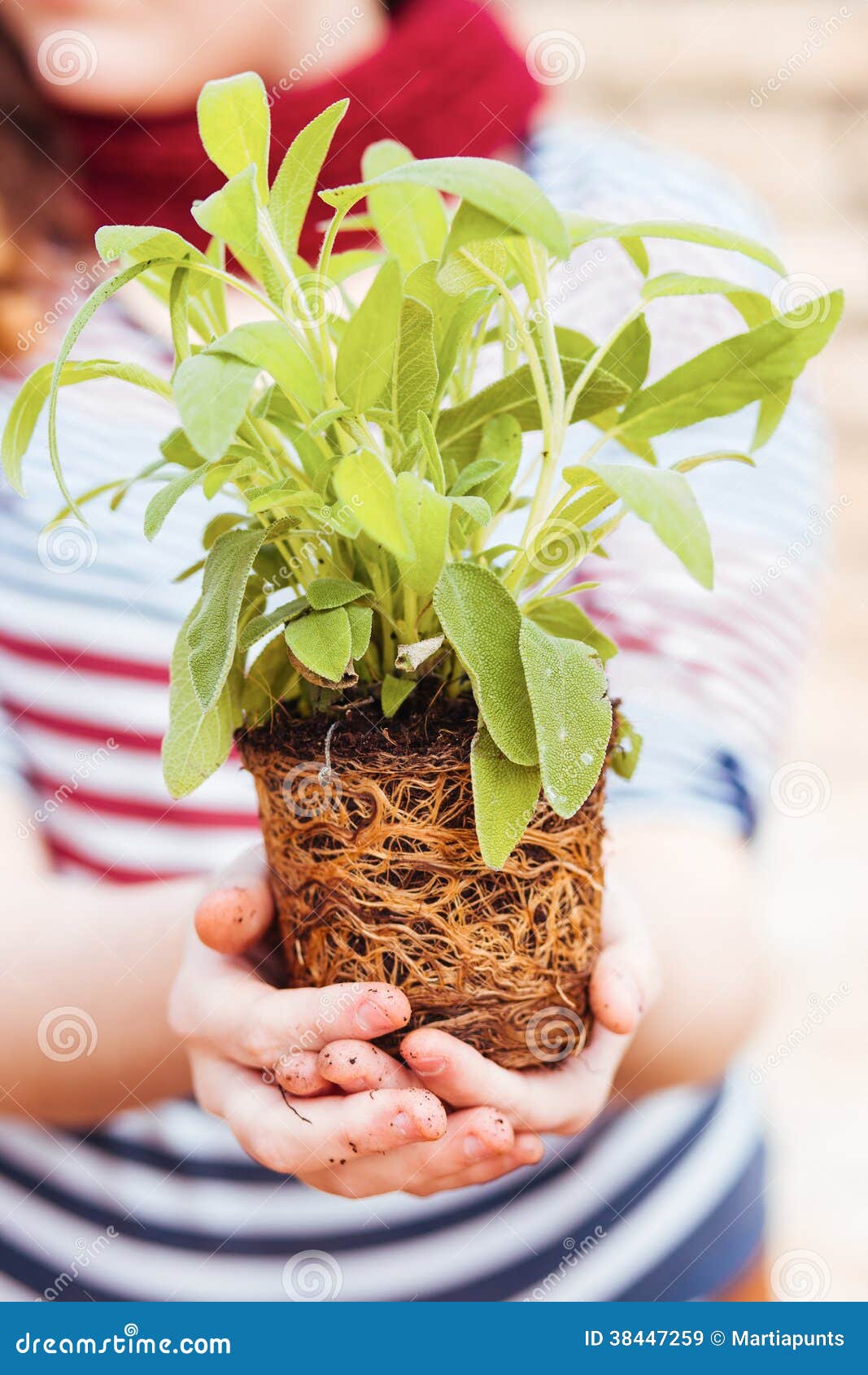 Hands Holding Sage with Roots Stock Image Image of salvia, seeding