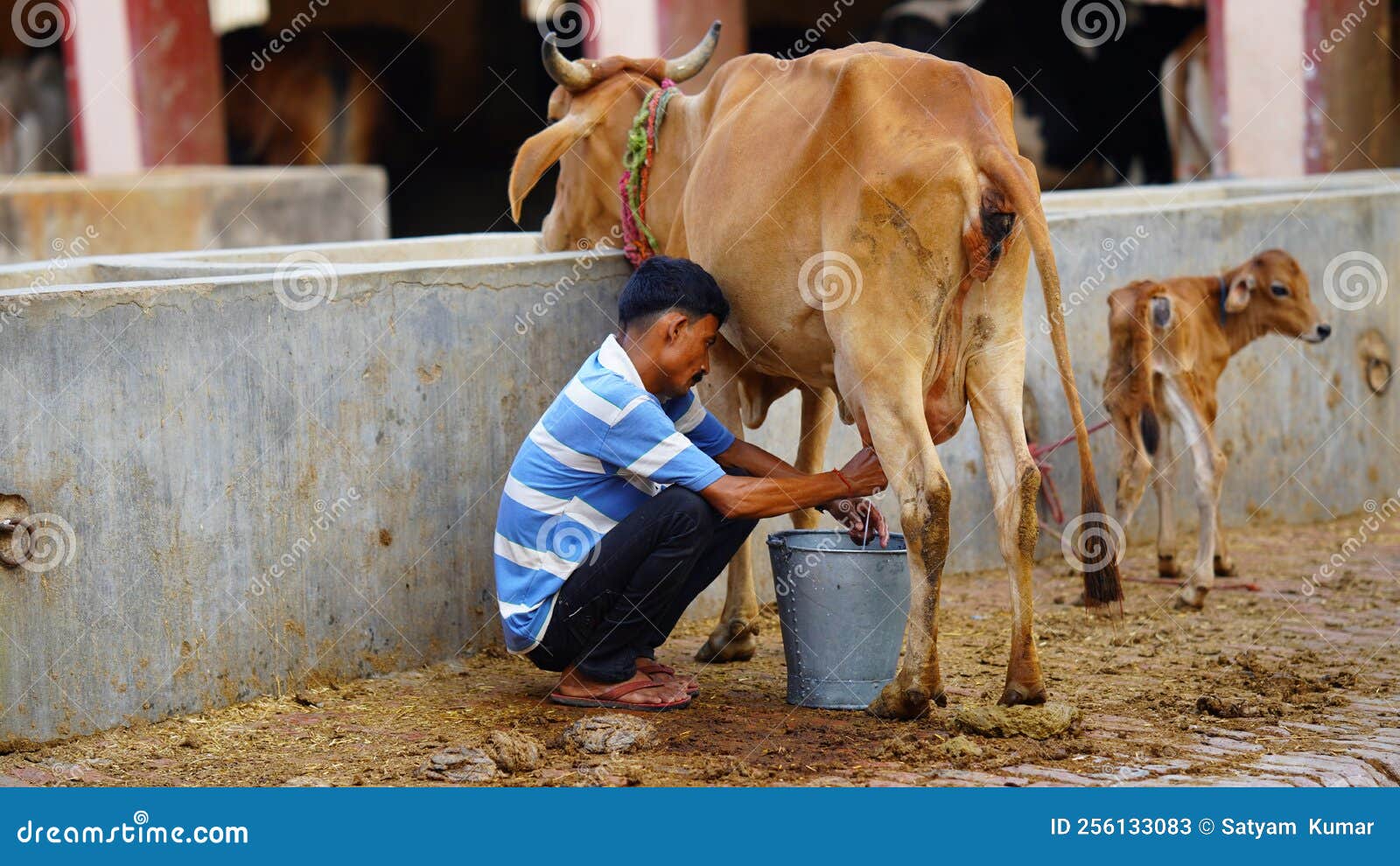 Men Milking Women