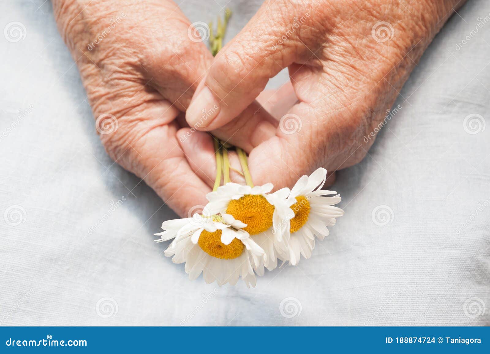 Hands of an Old Woman Holding Daisy Flowers. the Concept of Longevity Stock  Photo - Image of skin, longliver: 188874724