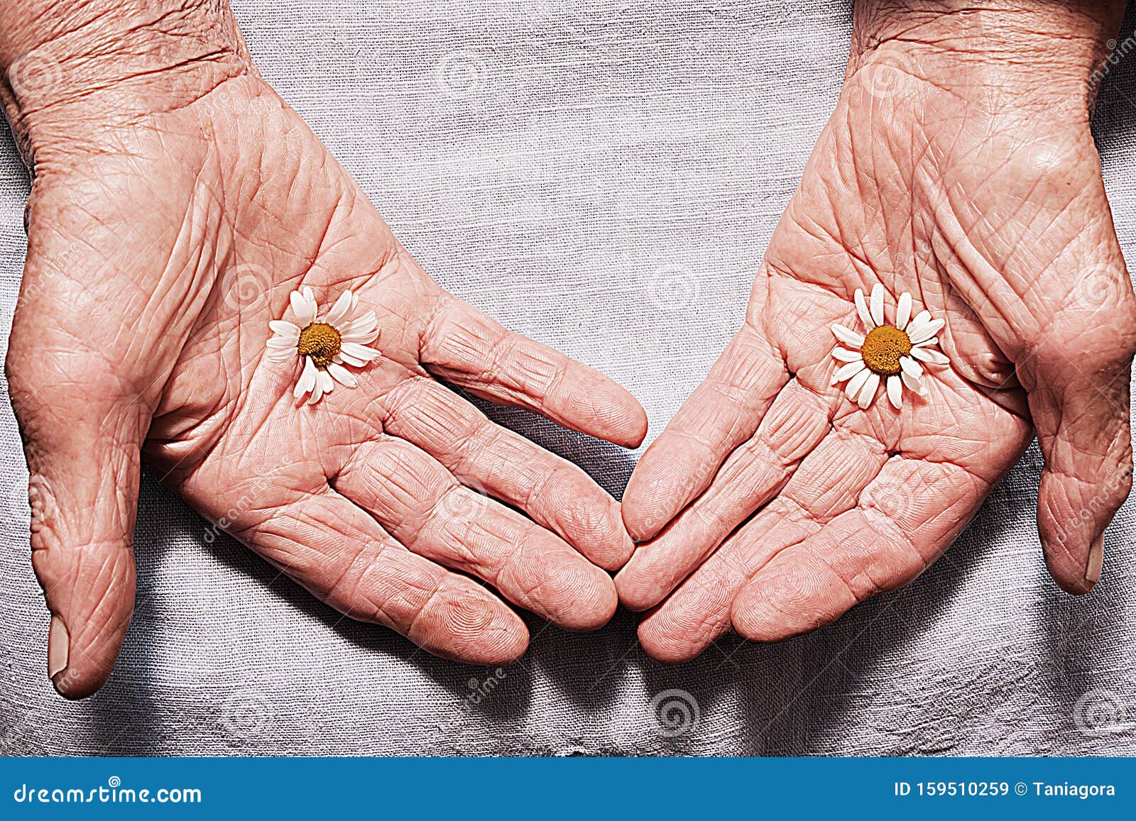 https://thumbs.dreamstime.com/z/hands-old-woman-holding-daisy-flowers-concept-longevity-seniors-day-hands-old-woman-holding-daisy-flowers-159510259.jpg