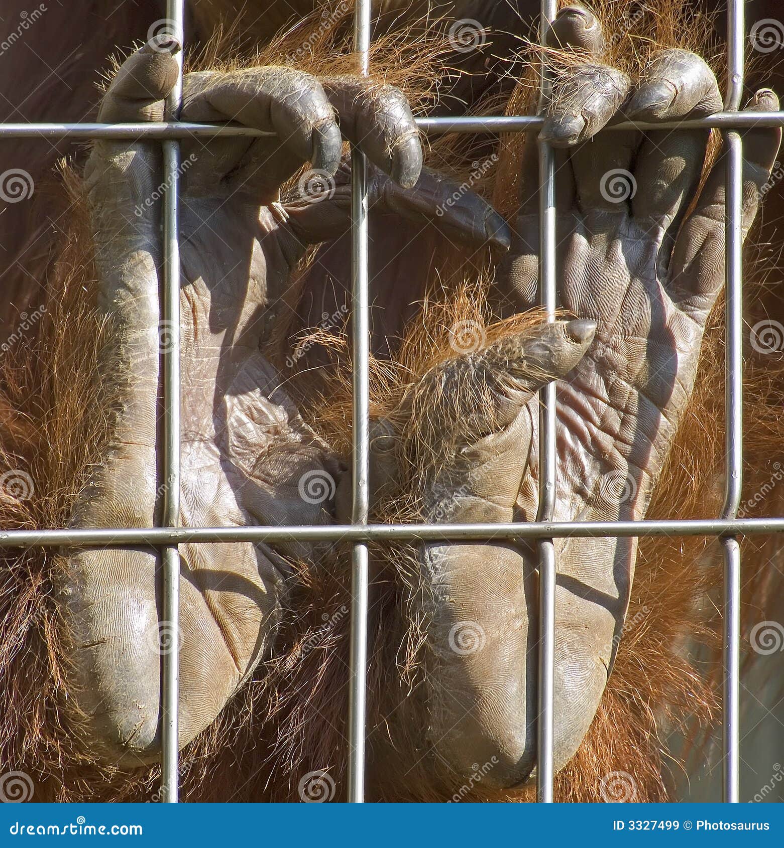  Hands  of orangutan  stock image Image of black hold 