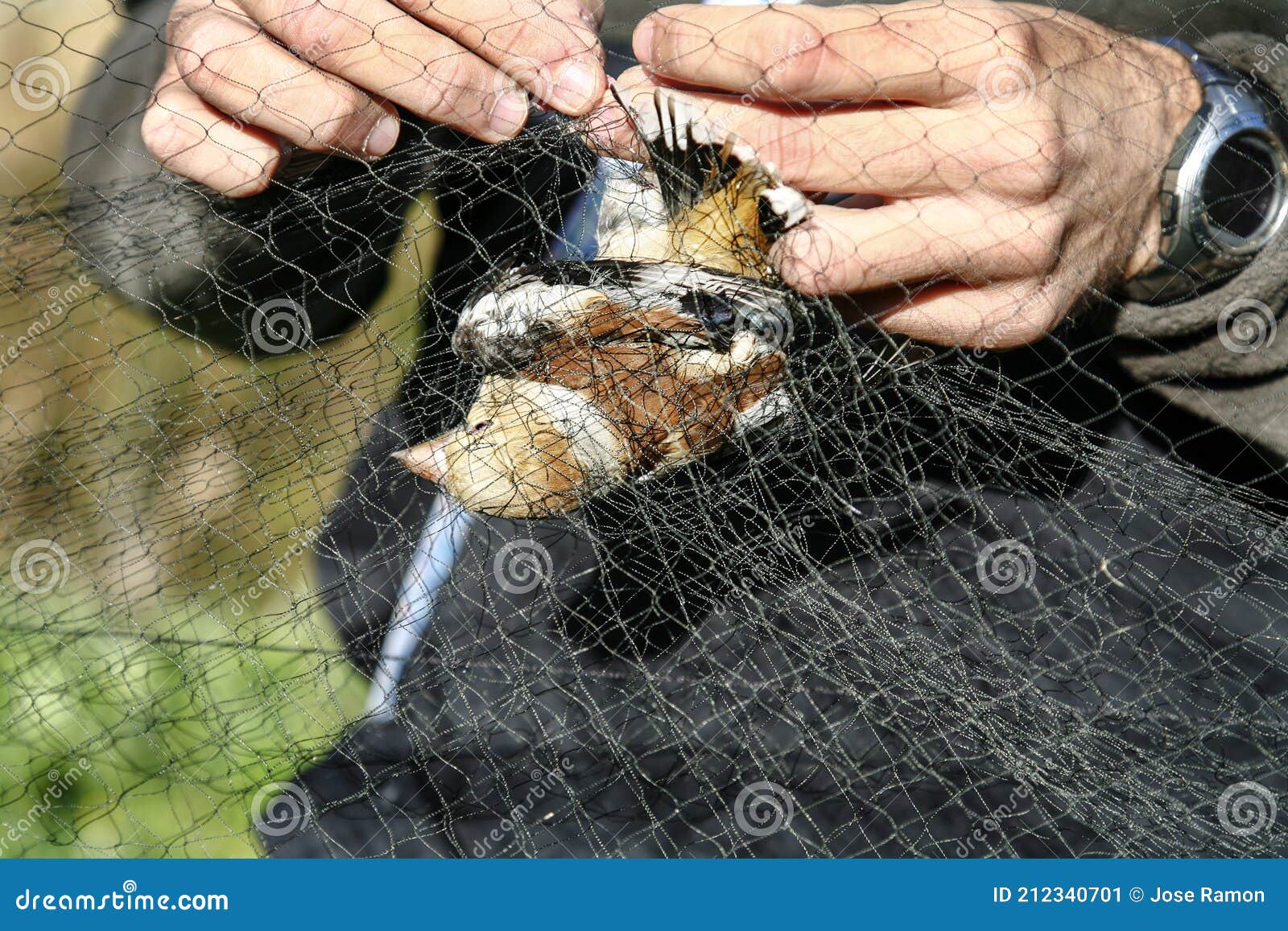 the hands of an ornithologist releasing a hawfinch, coccothraustes coccothraustes, from a bird net for field study.