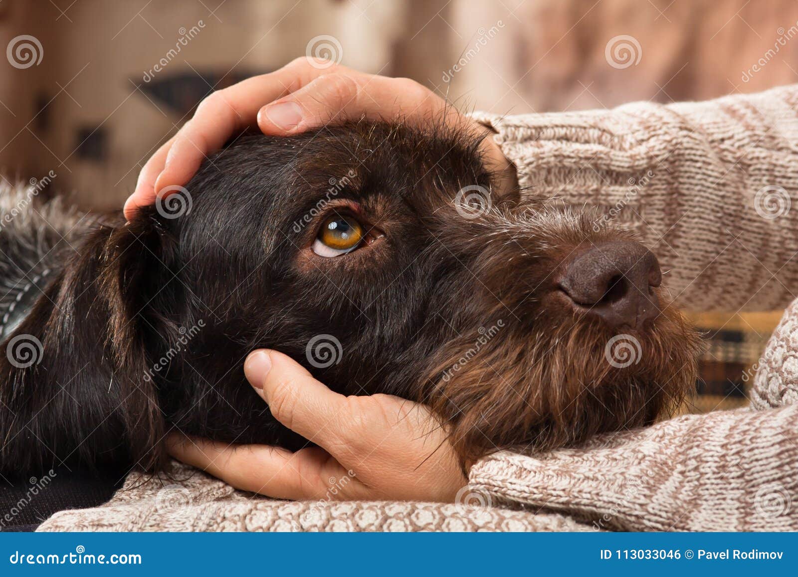 Hands Of Owner Petting A Dog Stock Photo - Image of fidelity, fondle