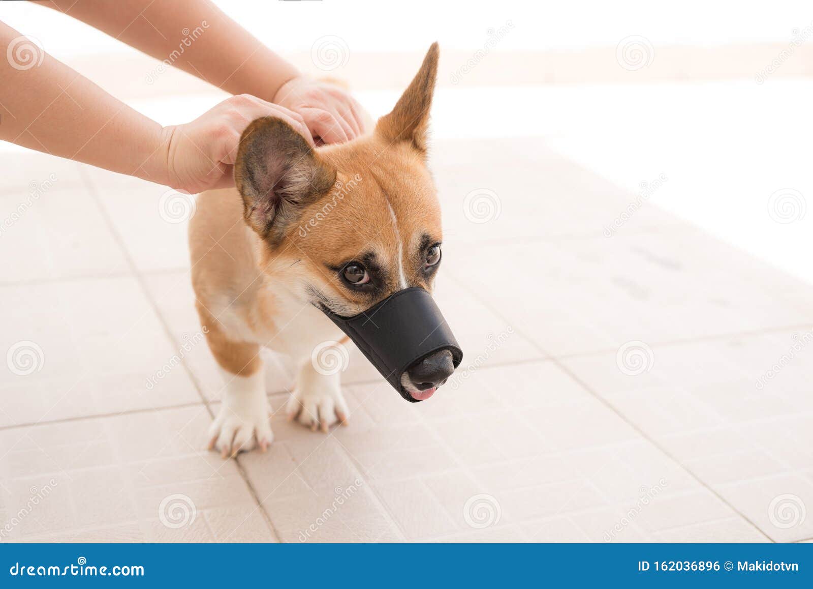 the hands of the owner put a muzzle on the dog