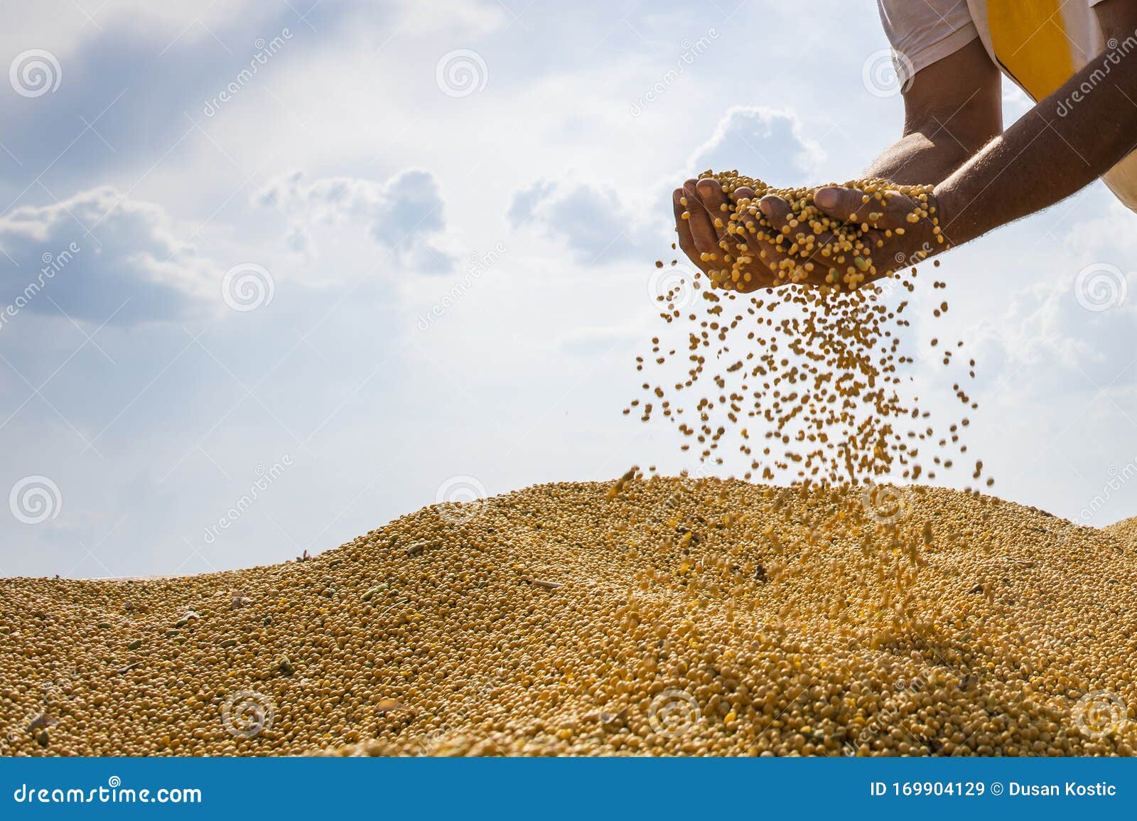 hands of peasant holding soy beans