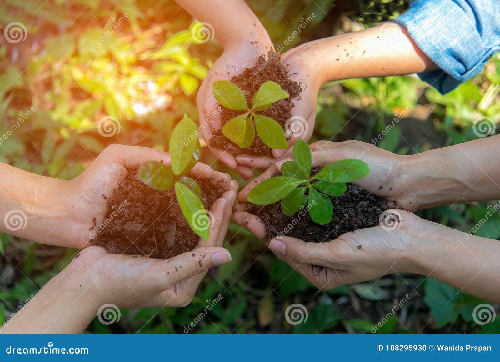 hands people team work family cupping young plant nurture environmental and reduce global warming earth.