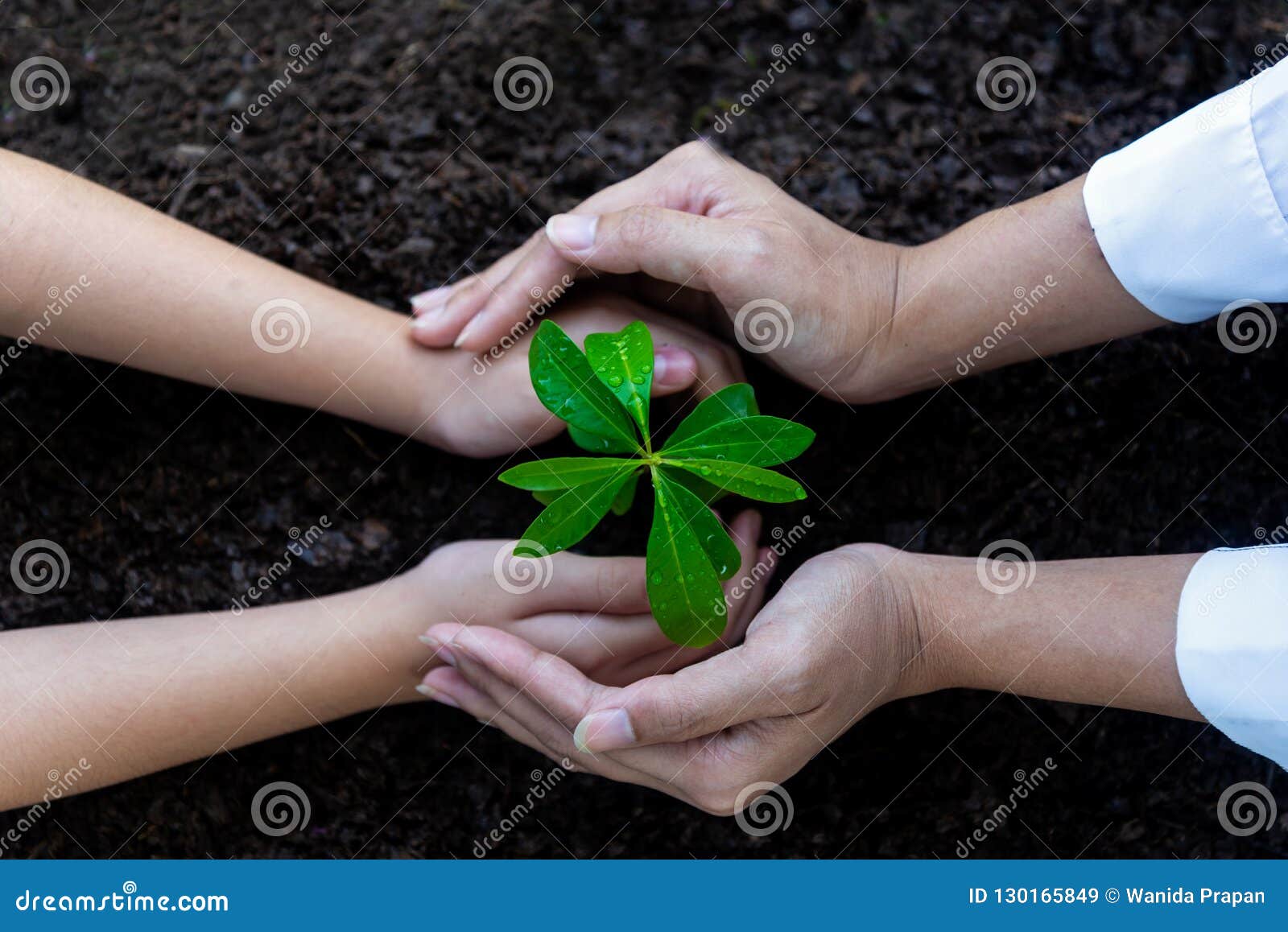 hands people team work family cupping young plant nurture environmental and reduce global warming earth.