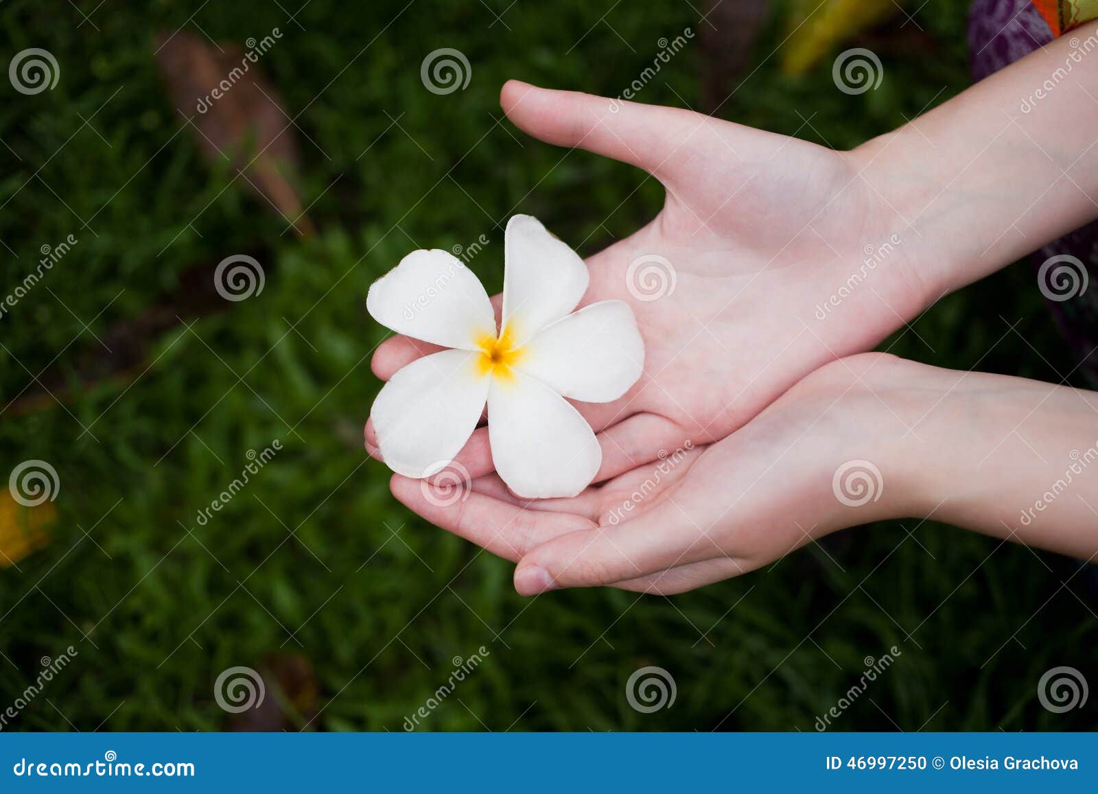 Hands Picking Fresh Frangipani Flower Stock Photo Image of nature