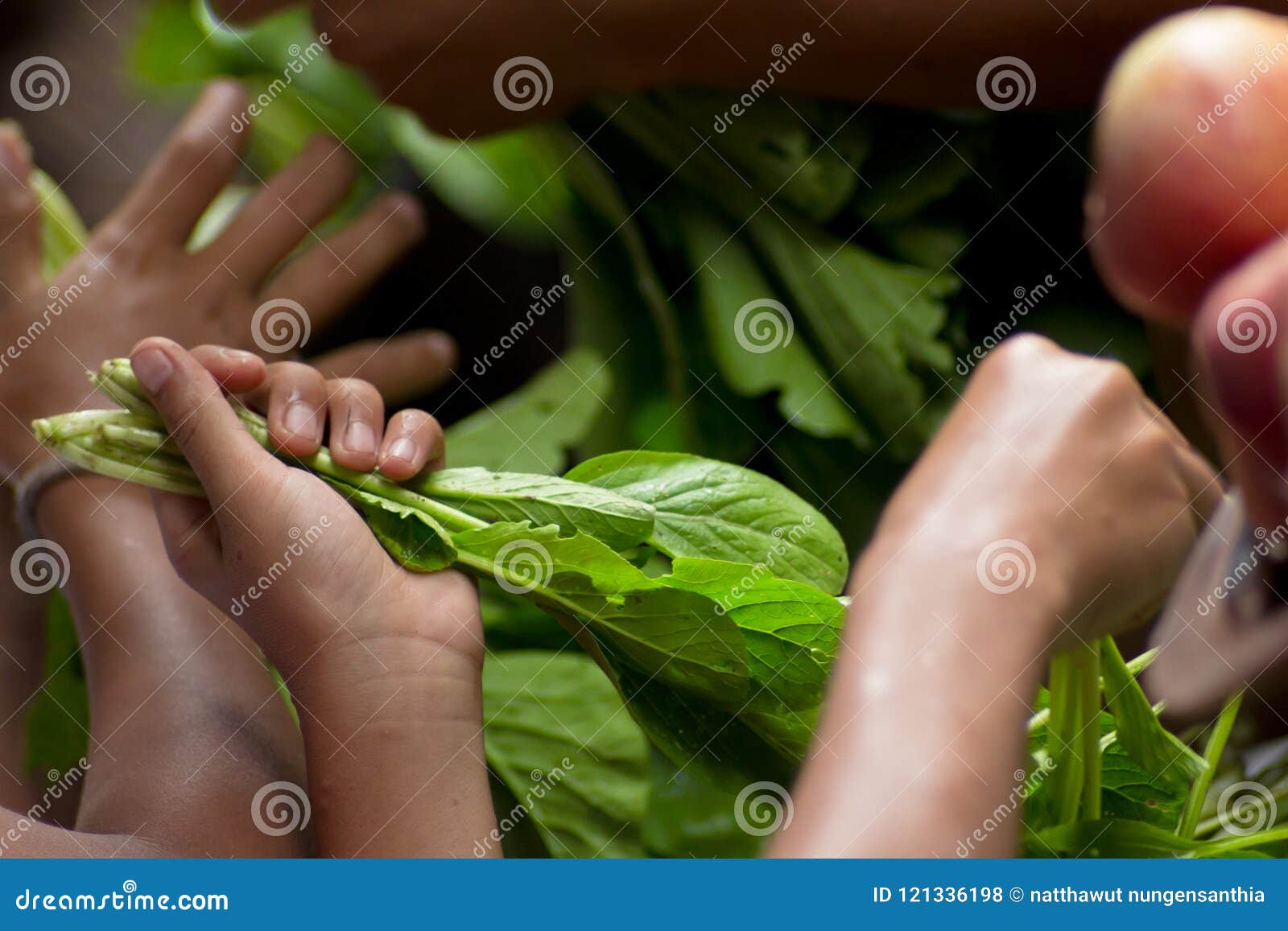Hands are Picking Green Vegetables Stock Photo Image of gardening