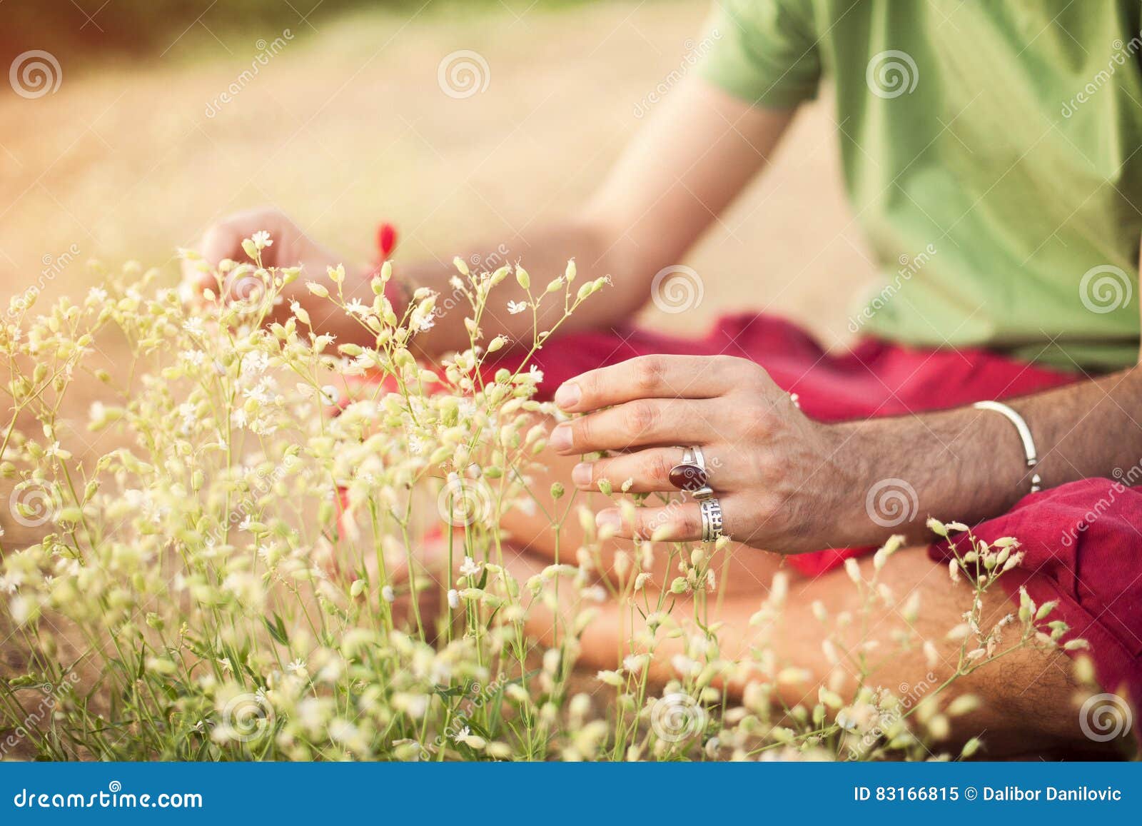 Hands Picking Healing Herbs Stock Image Image of beauty, agriculture