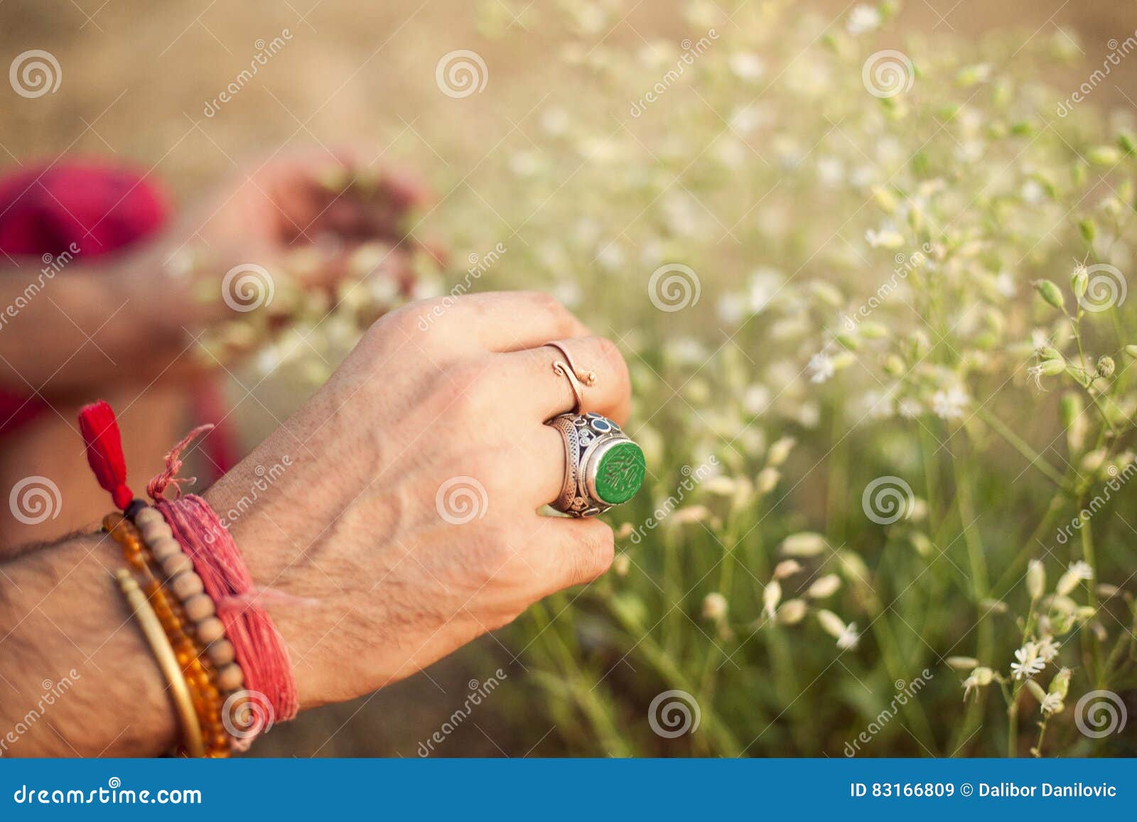 Hands Picking Healing Herbs Stock Image Image of grass, meadow 83166809