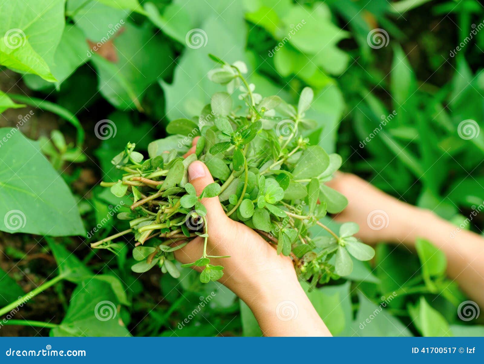 Hands Picking Herb at Garden Stock Image Image of grow, farm 41700517