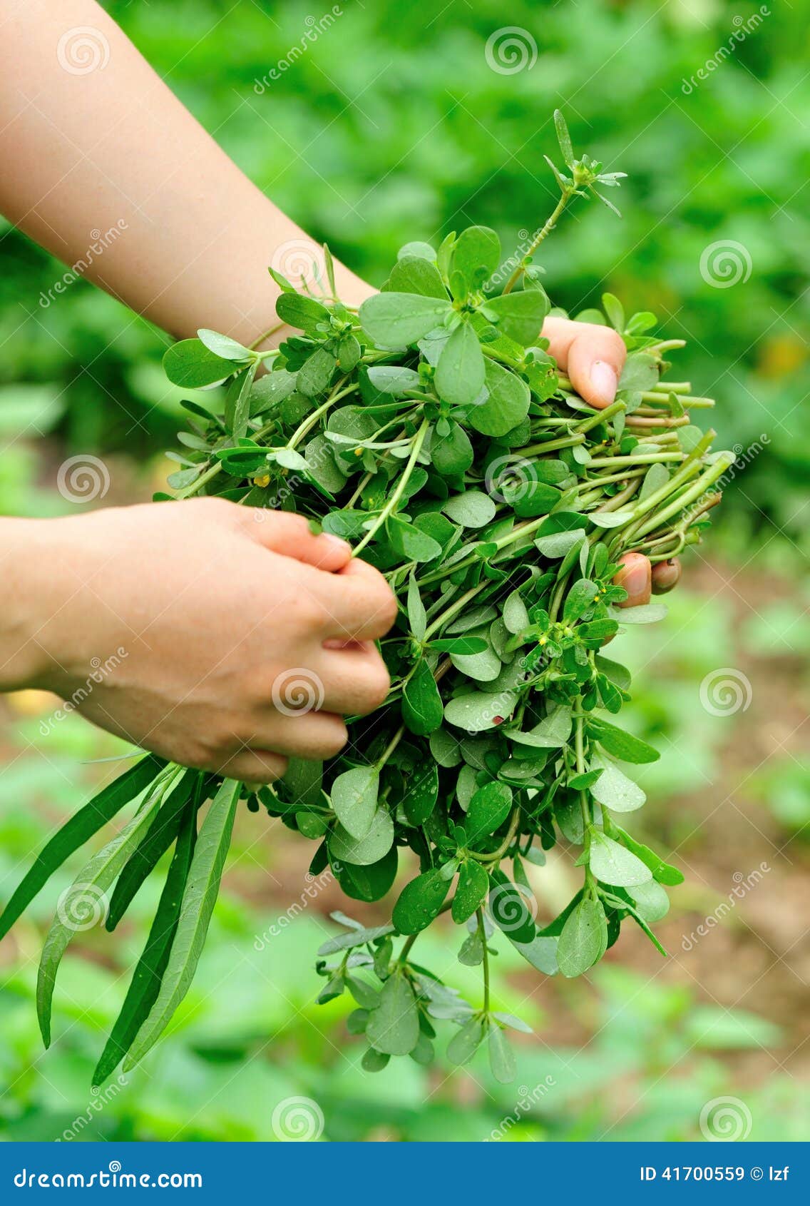Hands Picking Herb at Garden Stock Image Image of herbal, harvest