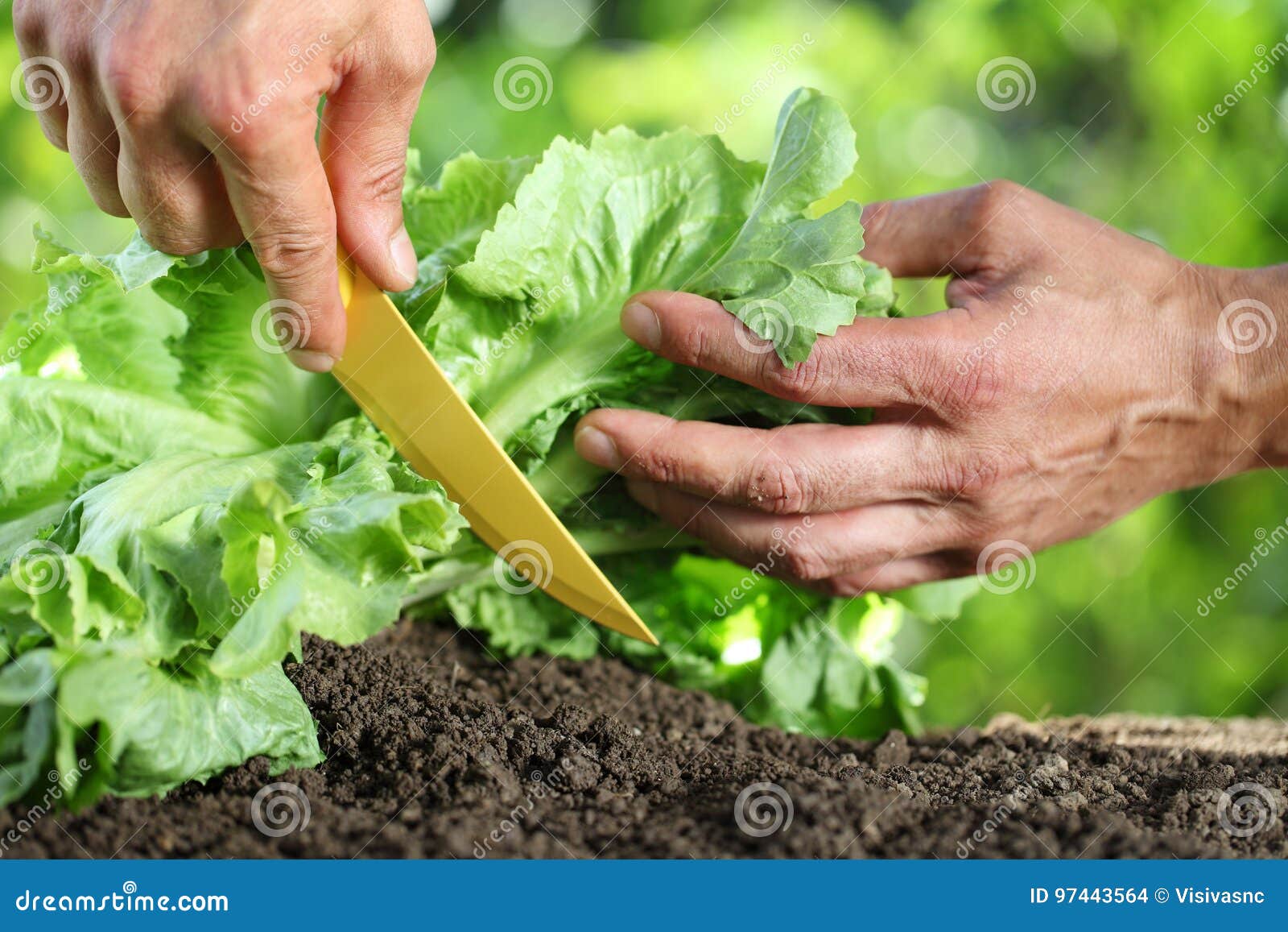 Hands Picking Lettuce, Plant in Vegetable Garden, Close Up Stock Photo