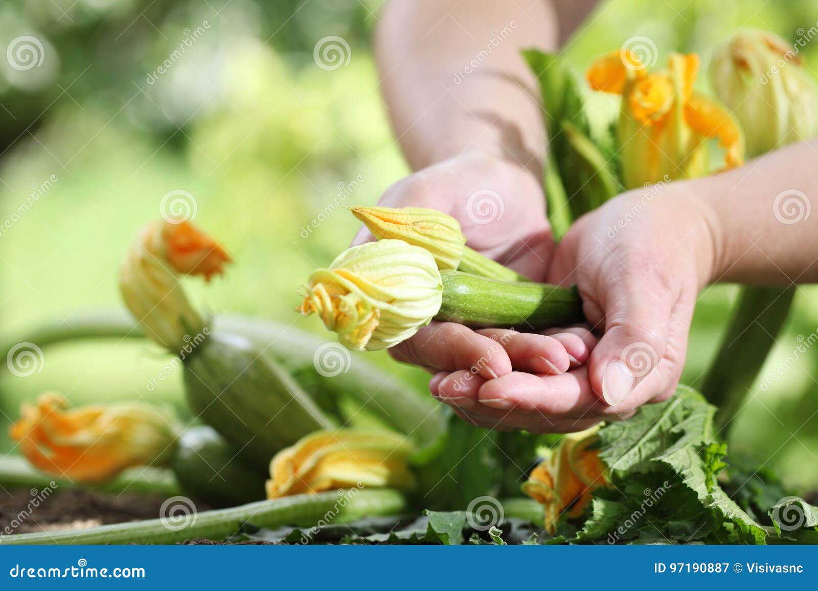 Hands Picking Zucchini Flowers in Vegetable Garden Stock Image Image of crop, food 97190887