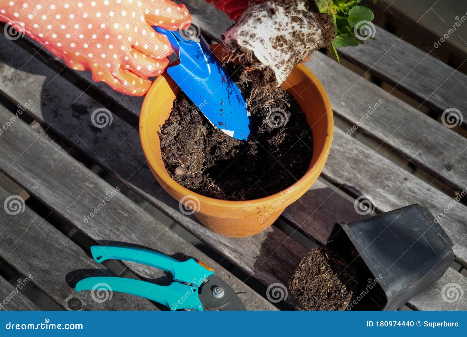 Hands Planting a Flower into Clay Pot Stock Photo Image of hobby