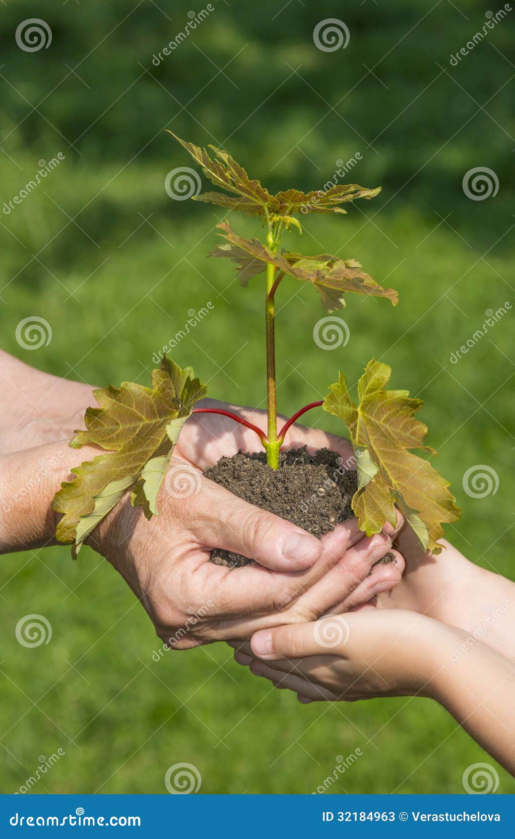 Hands Planting a Little Tree Stock Image Image of growing, concept