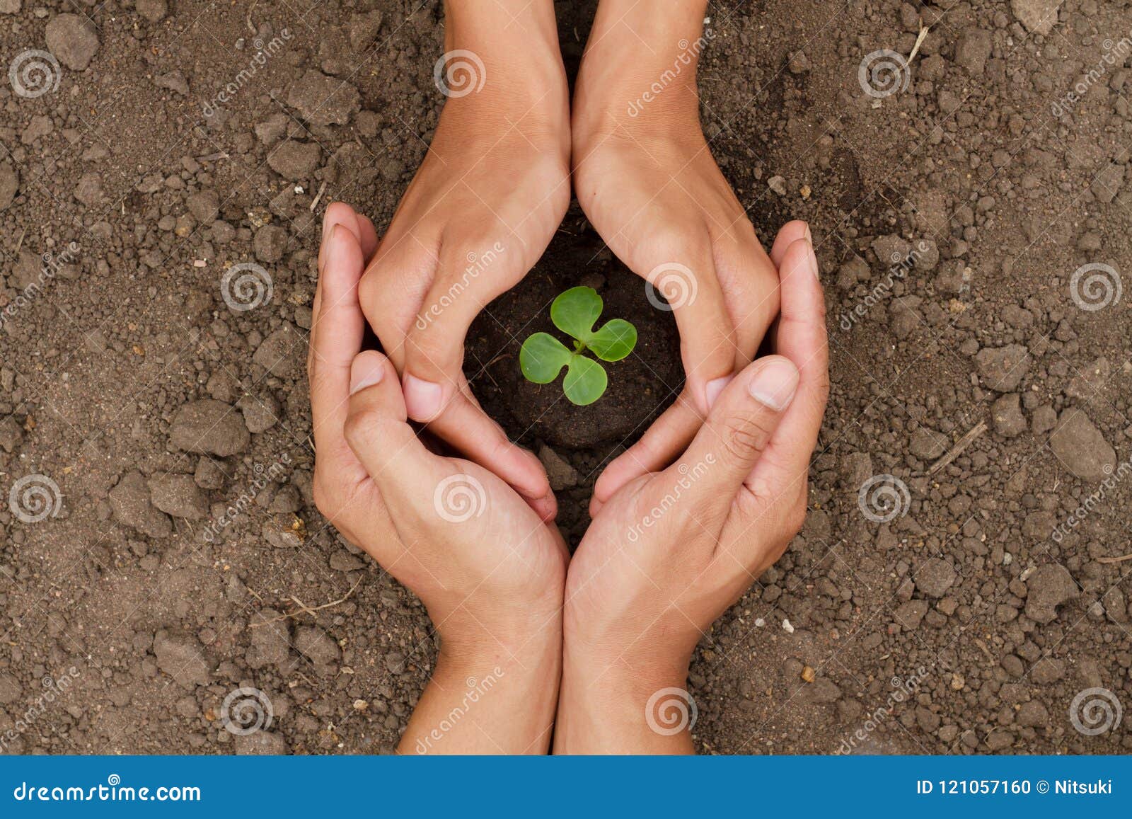 hands are protect a small tree or plant grow on soil