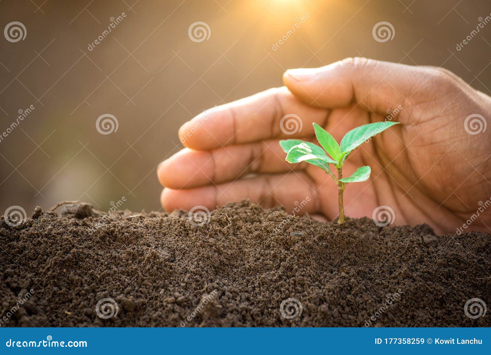 a hands protecting plant growing on soil.protect nature and environment concept.