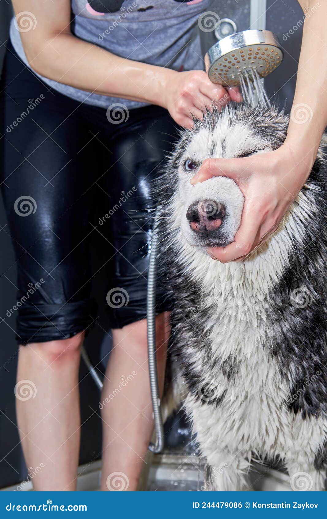 Hands Soap the Husky Dog, Siberian Husky Dog Washing Stock Photo
