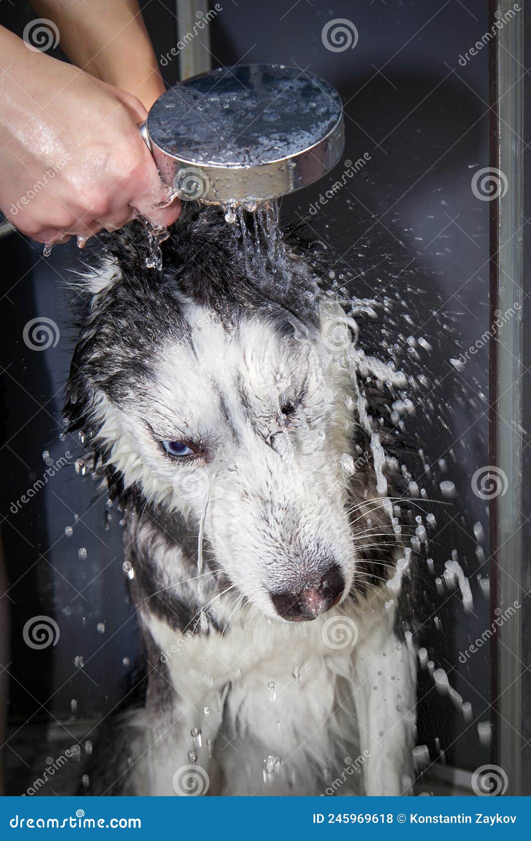 Hands Soap the Husky Dog, Siberian Husky Dog Washing Stock Photo