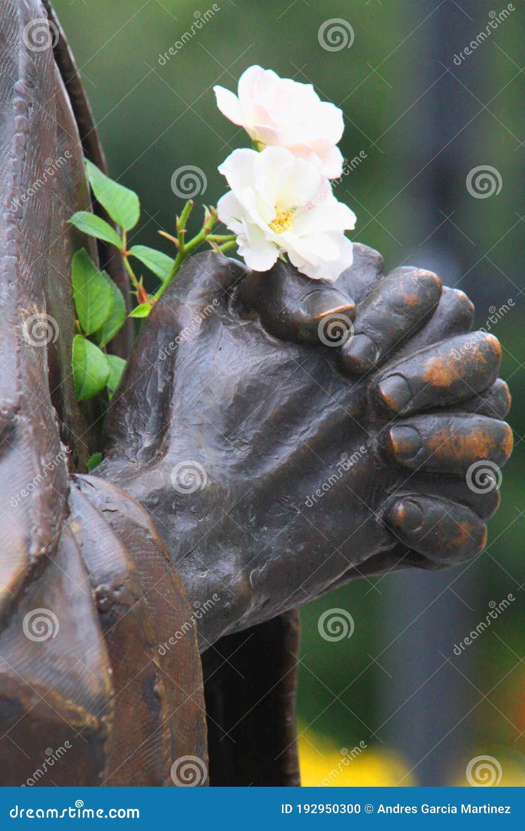 hands of a statue in pious attitude and white flowers