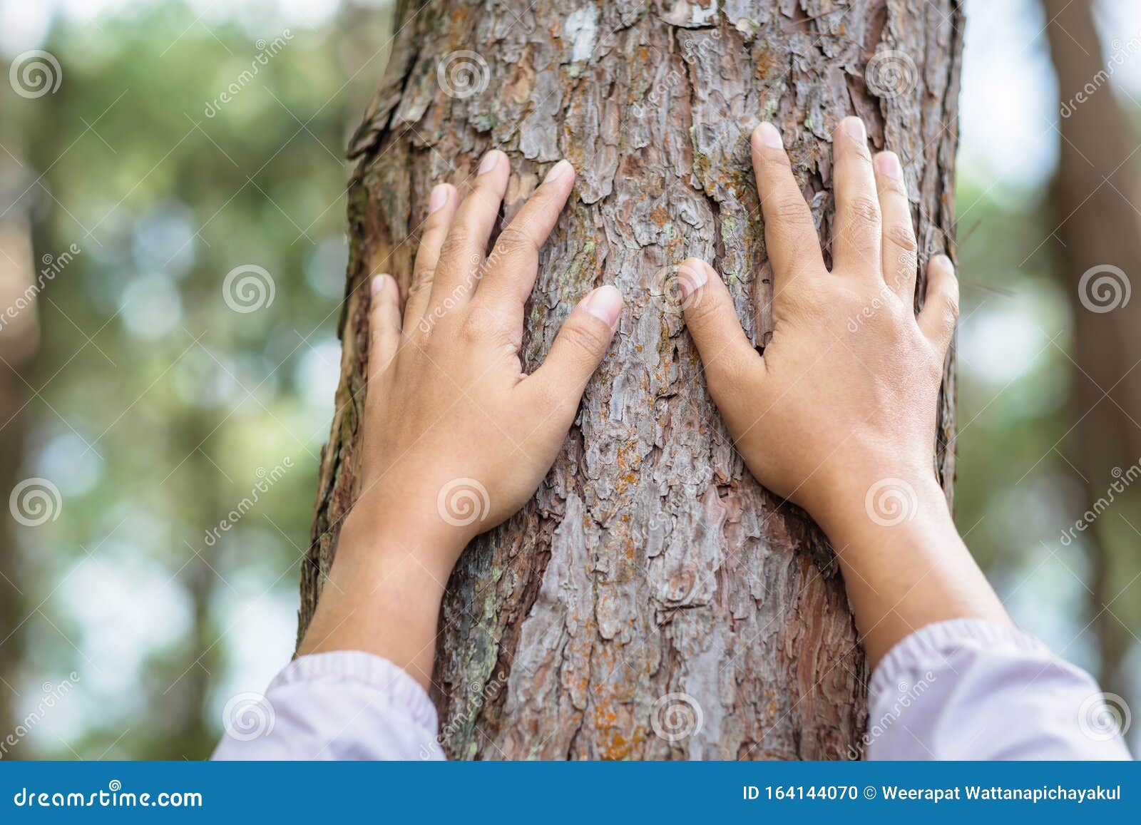 hands touch the pine tree