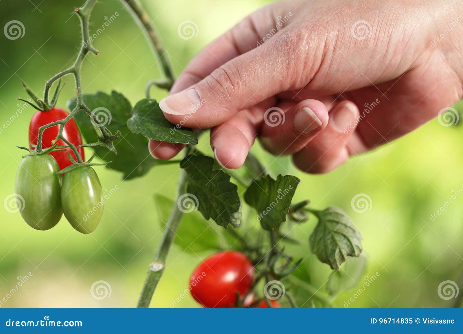 Hands Touch Plant of Cherry Tomatoes Control Quality and Cure Stock