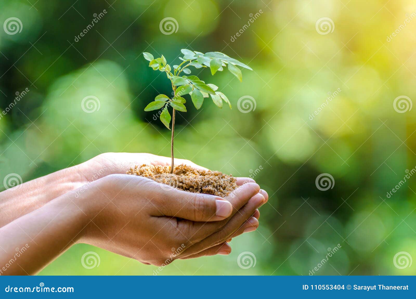 in the hands of trees growing seedlings bokeh green background female hand holding tree nature field grass forest conservation