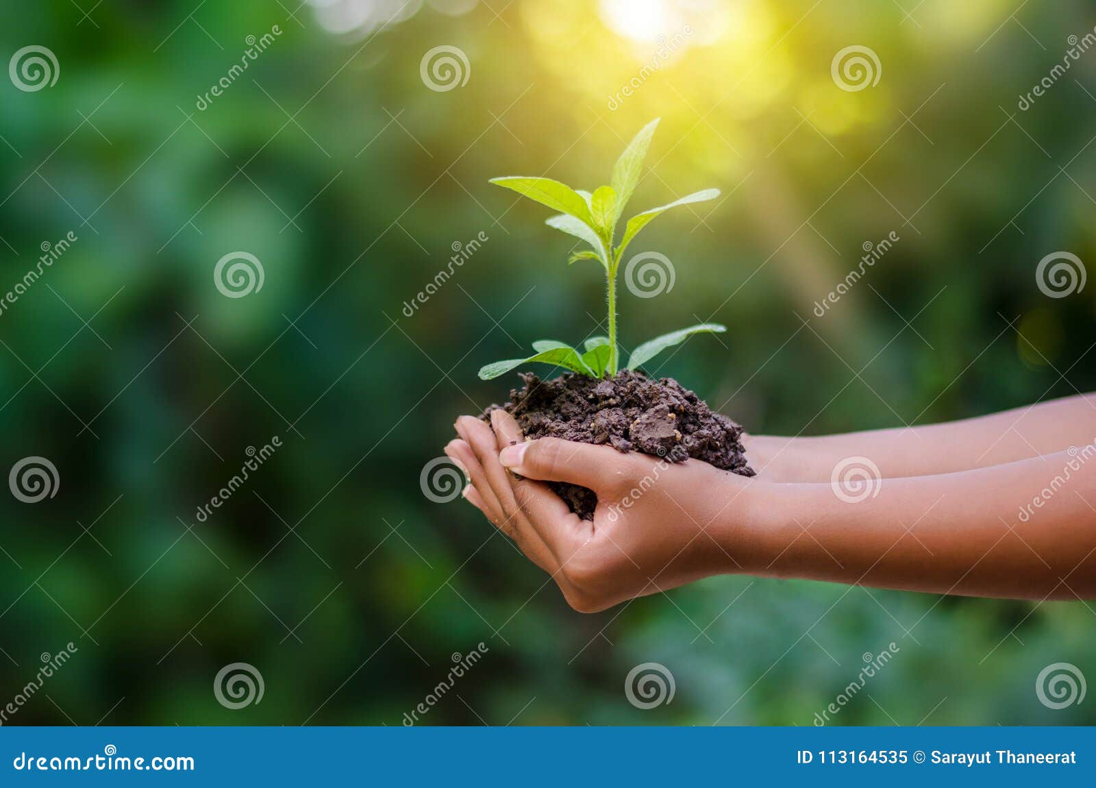 in the hands of trees growing seedlings. bokeh green background female hand holding tree on nature field grass forest conservation
