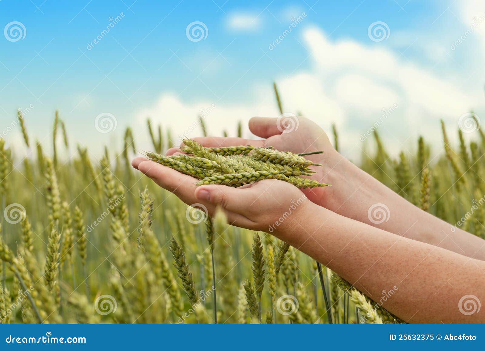 hands with wheat ears