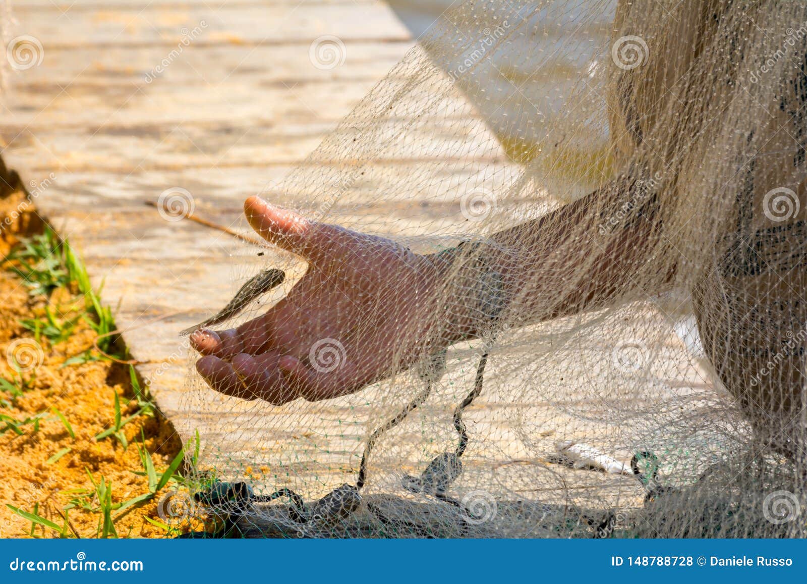 Hands Which Collect Small Fish Captured by a Stock Photo