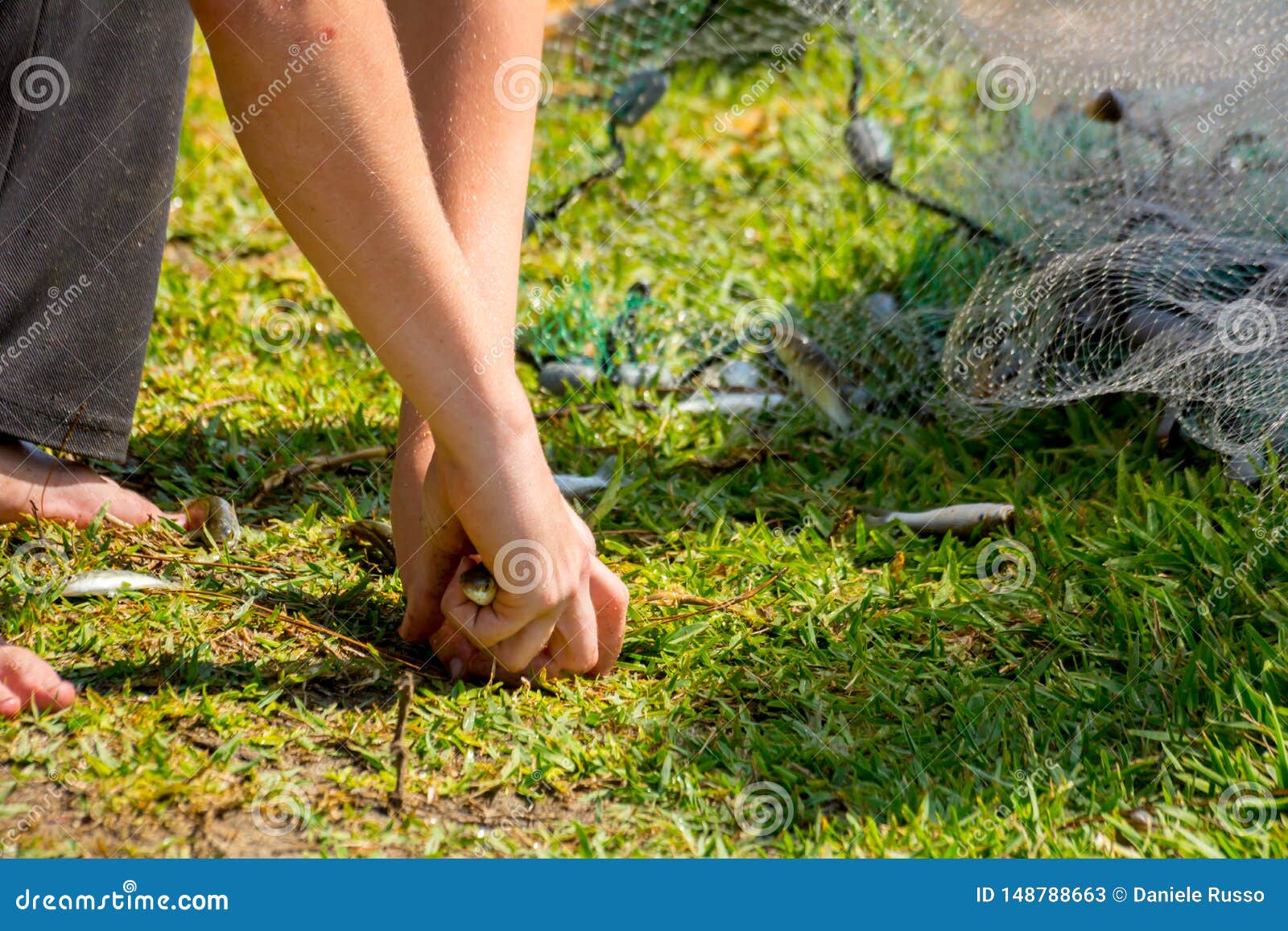 Hands which Collect Small Fish Captured by a Fishnet on Blur Background