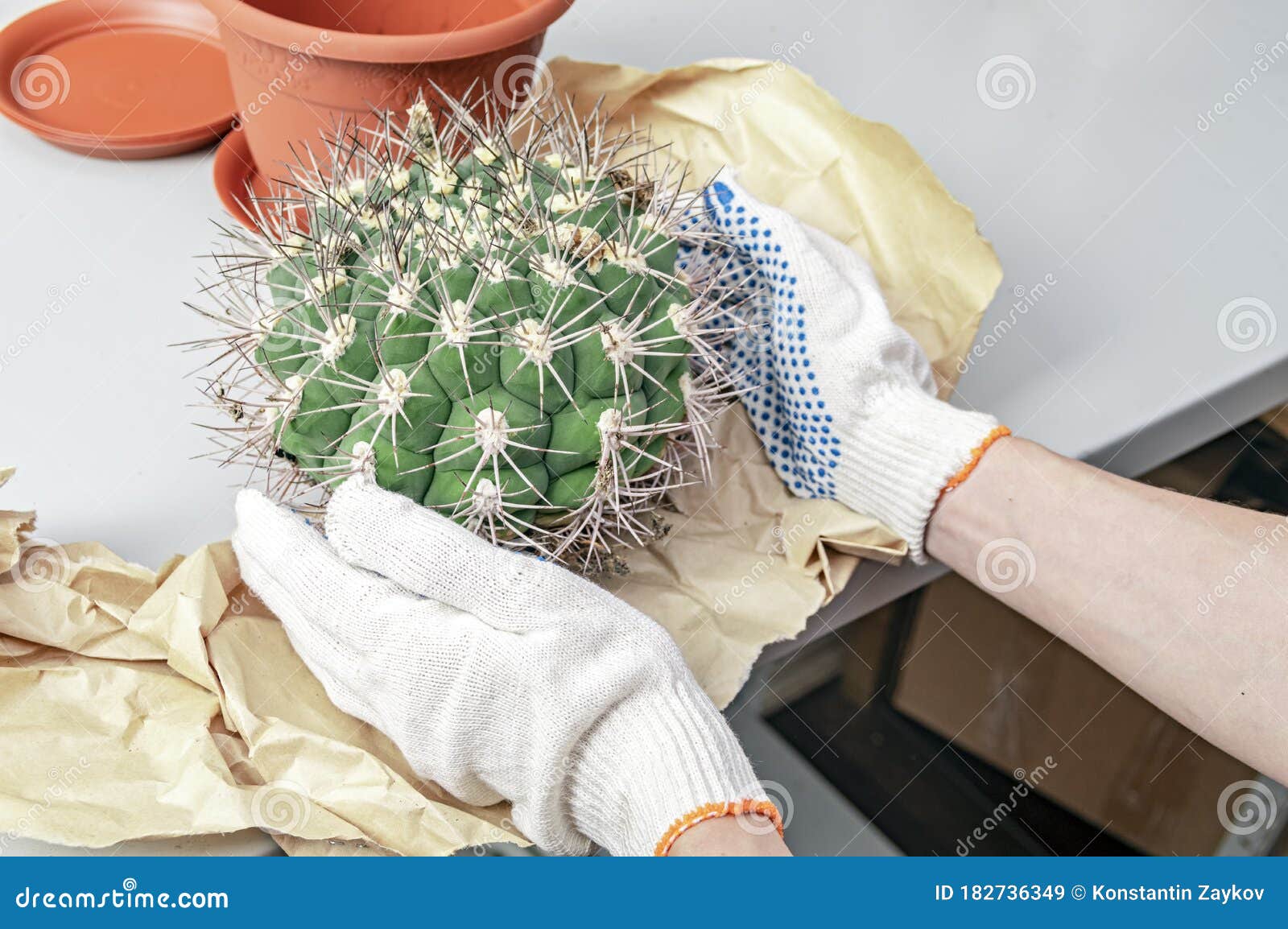 hands-white-gloves-hold-cactus-plant-lon