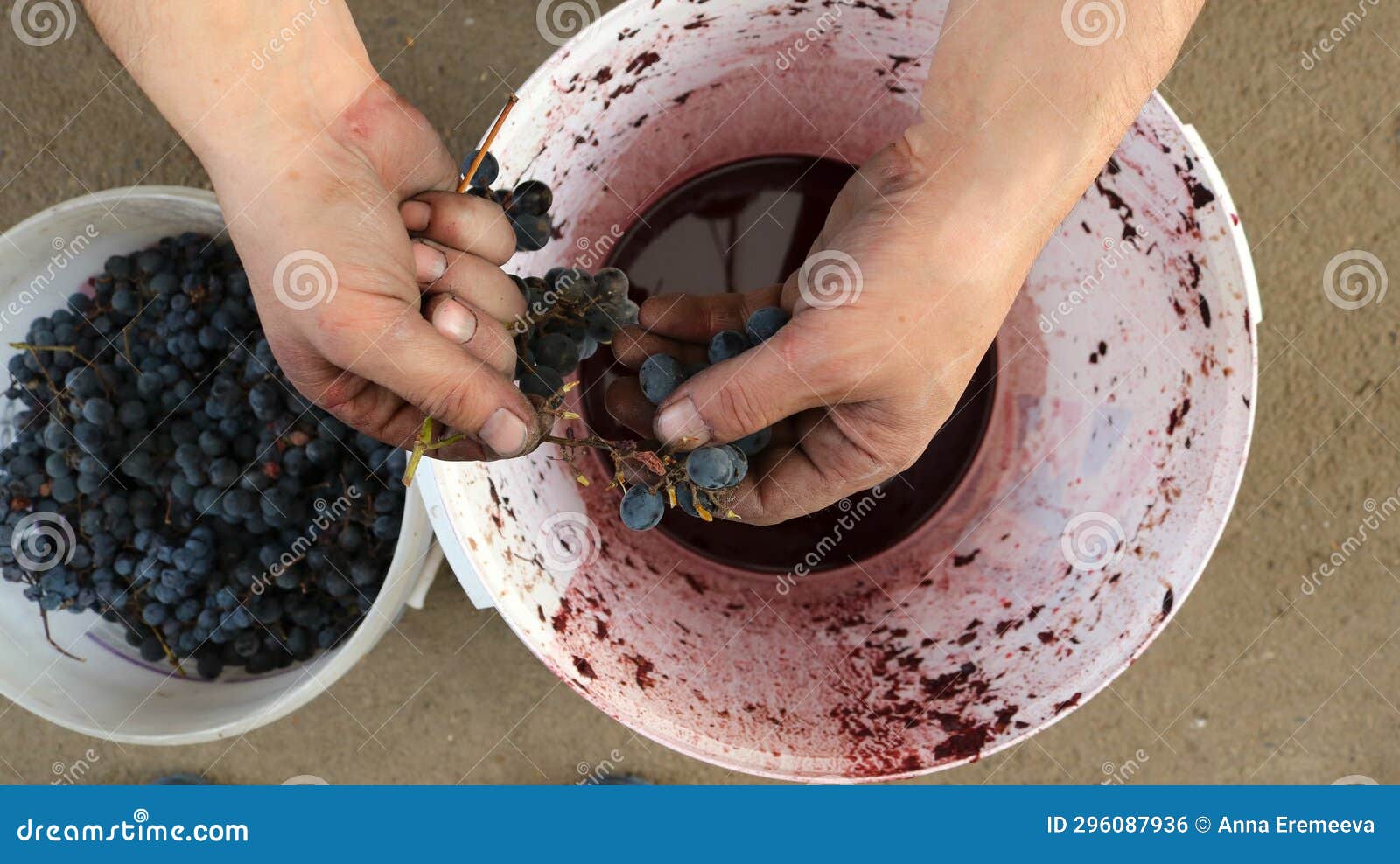 Preparing Grapes for Making a Homemade Drink Stock Photo Image of