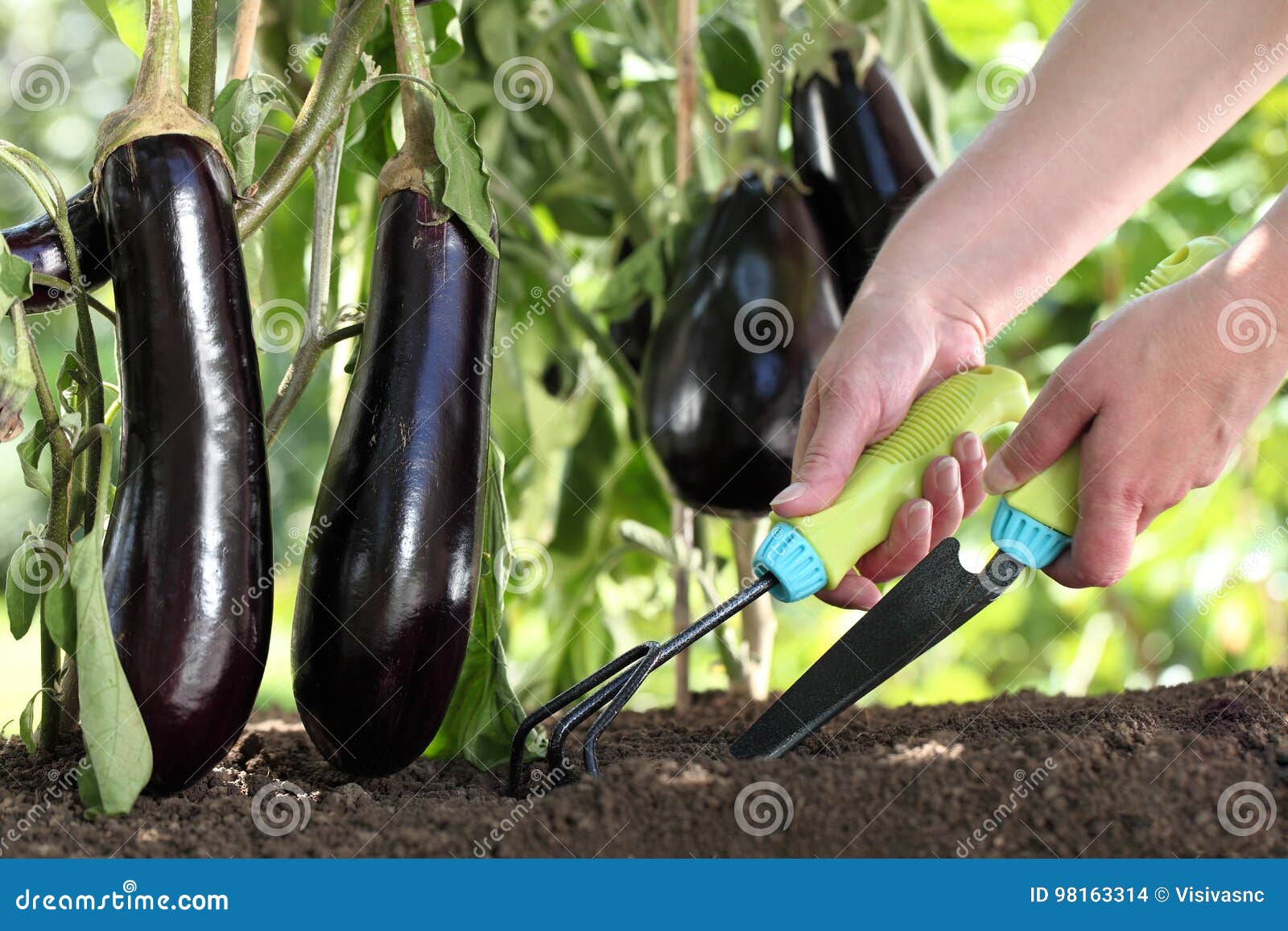 Hands Works the Soil with Tools,eggplants Plants in Garden Stock Photo