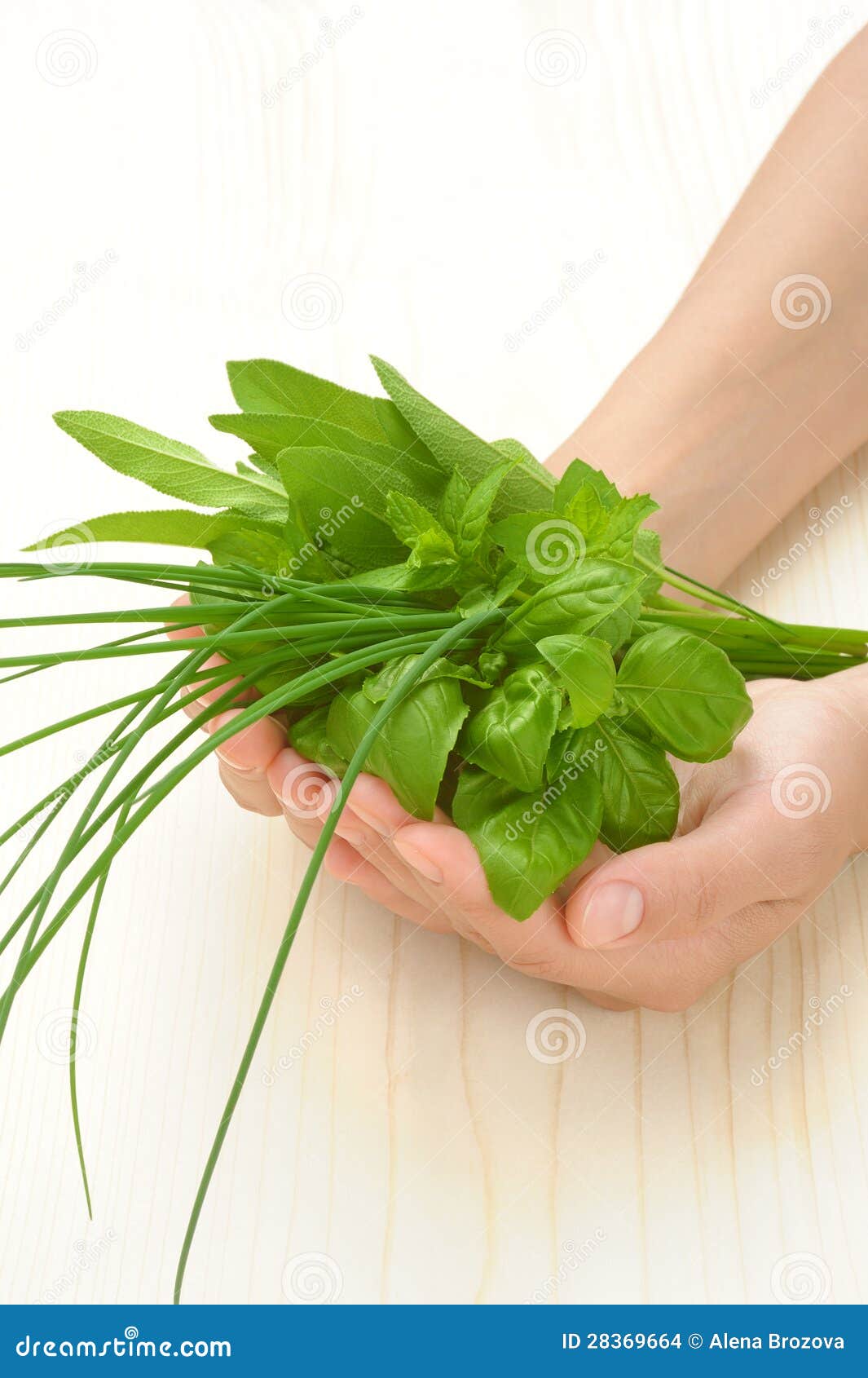 Hands of Young Woman Holding Fresh Herbs, Basil, Chive, Sage Stock