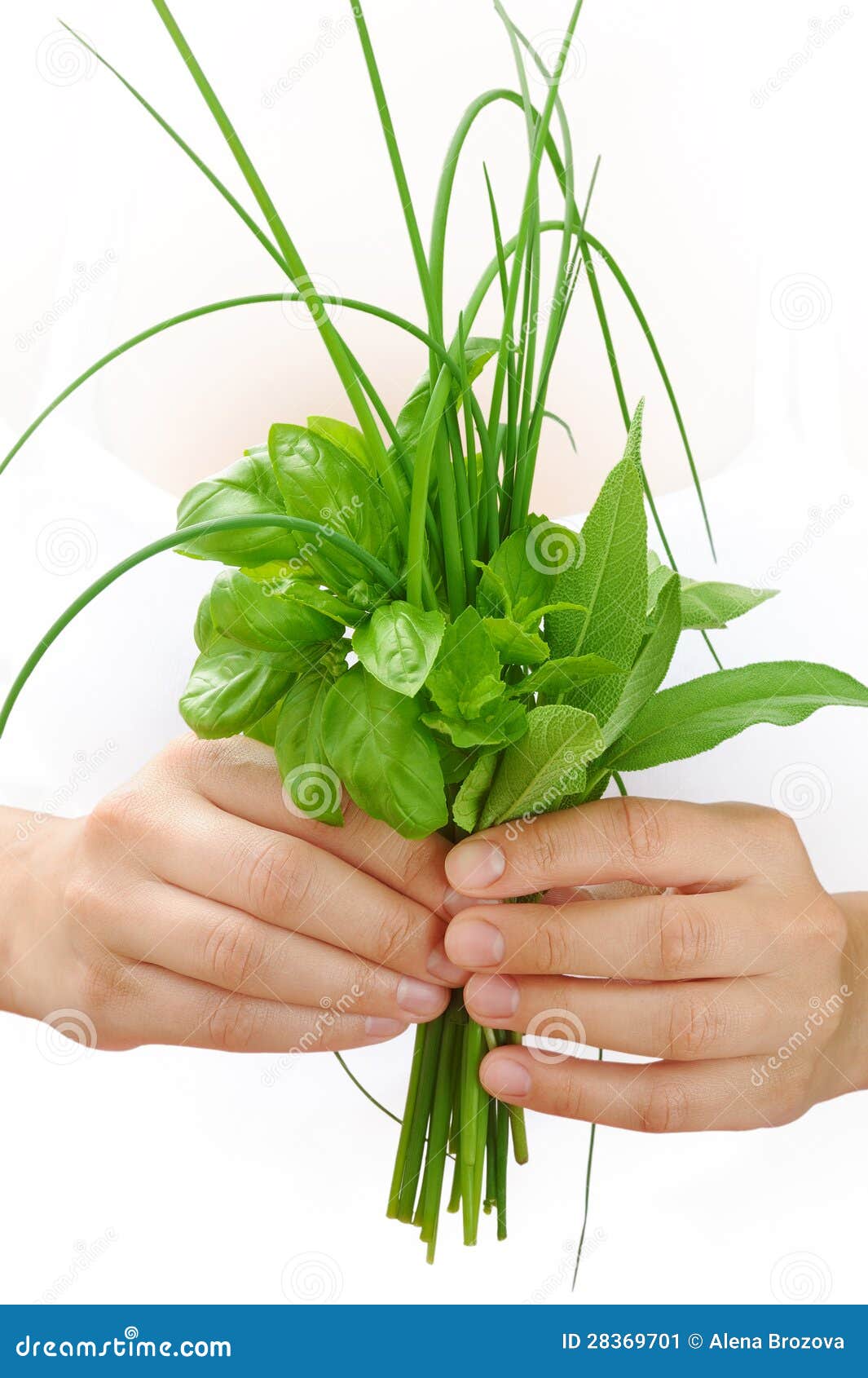 Hands of Young Woman Holding Fresh Herbs, Basil, Chive, Sage Stock Image Image of freshness