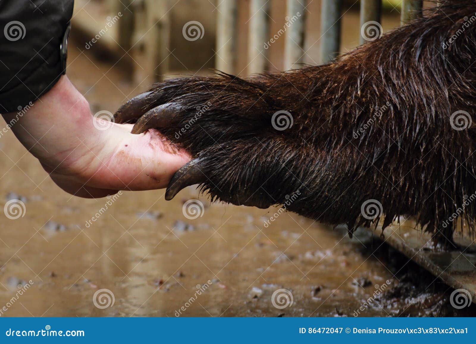 handshake bear and humen stock image image of park 86472047