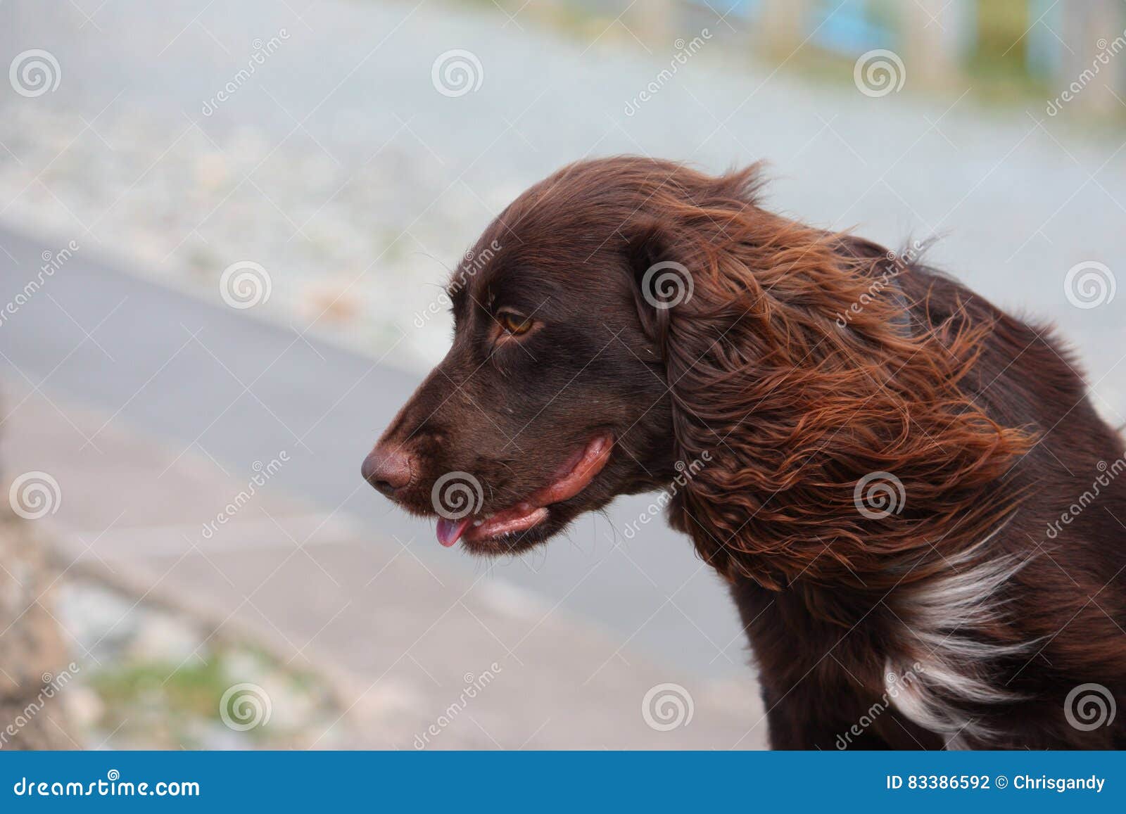 chocolate field spaniel