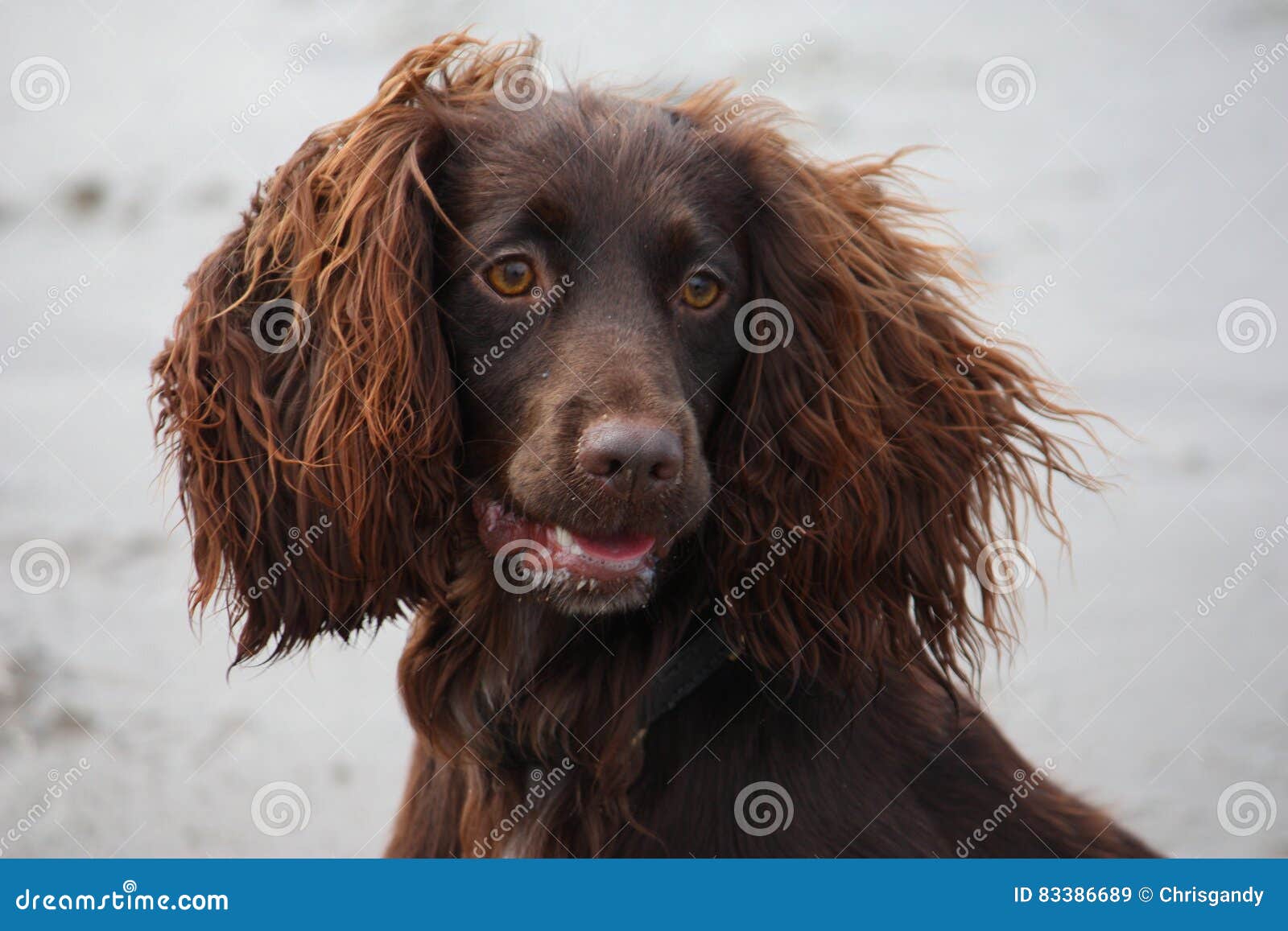 chocolate working cocker spaniel puppies