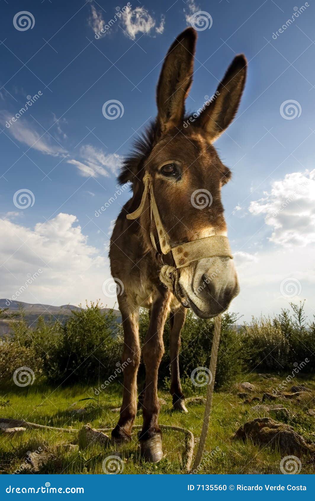 Handsome Donkey stock photo. Image of jenny, creature 7135560