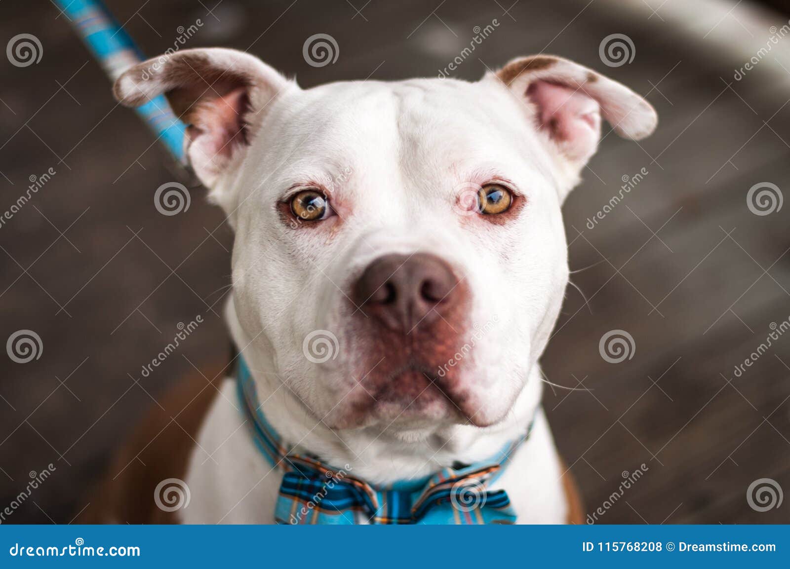 pit bulls and bow ties