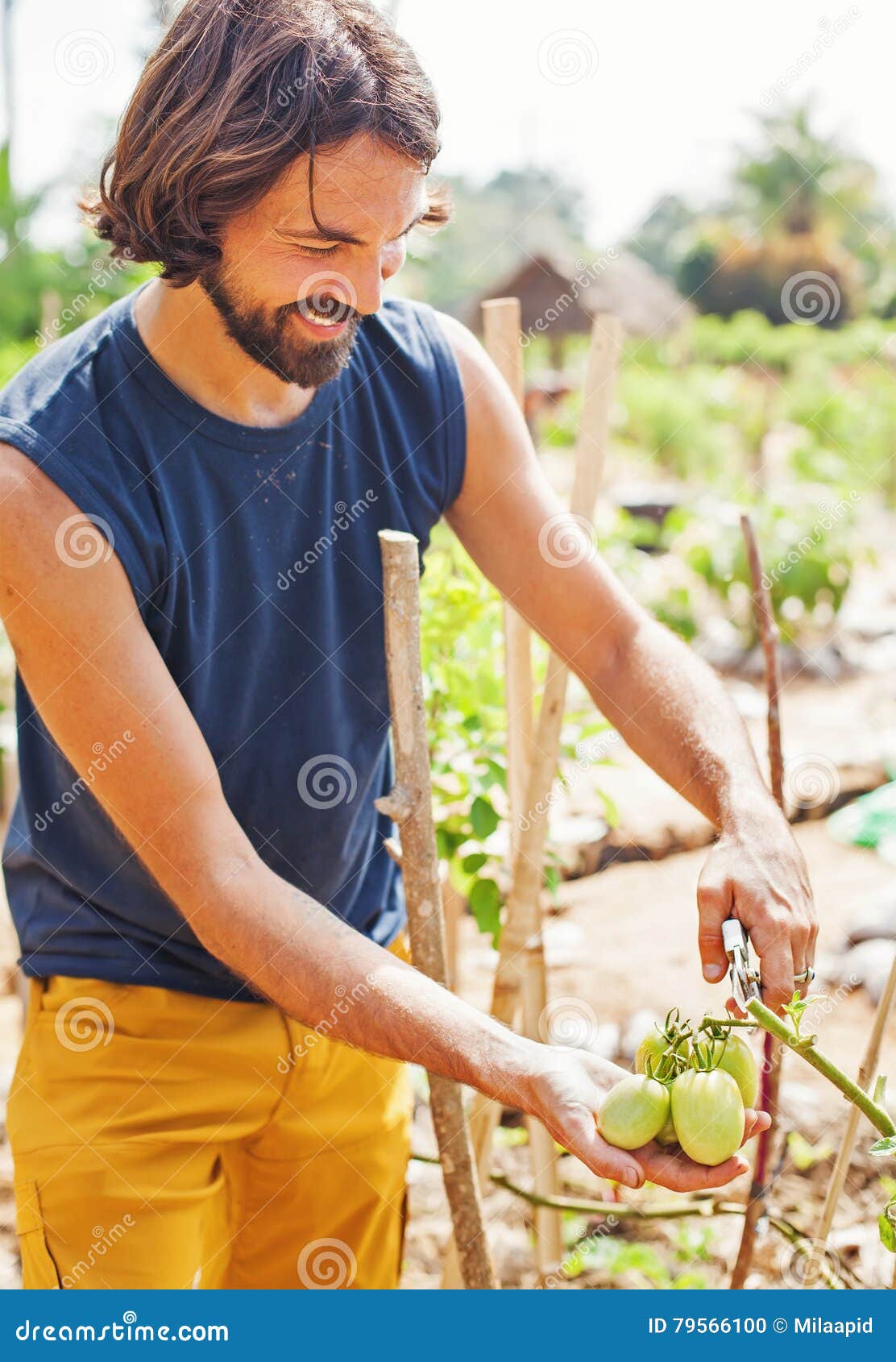 Handsome Man Picking Green Tomatoes Stock Photo Image of front